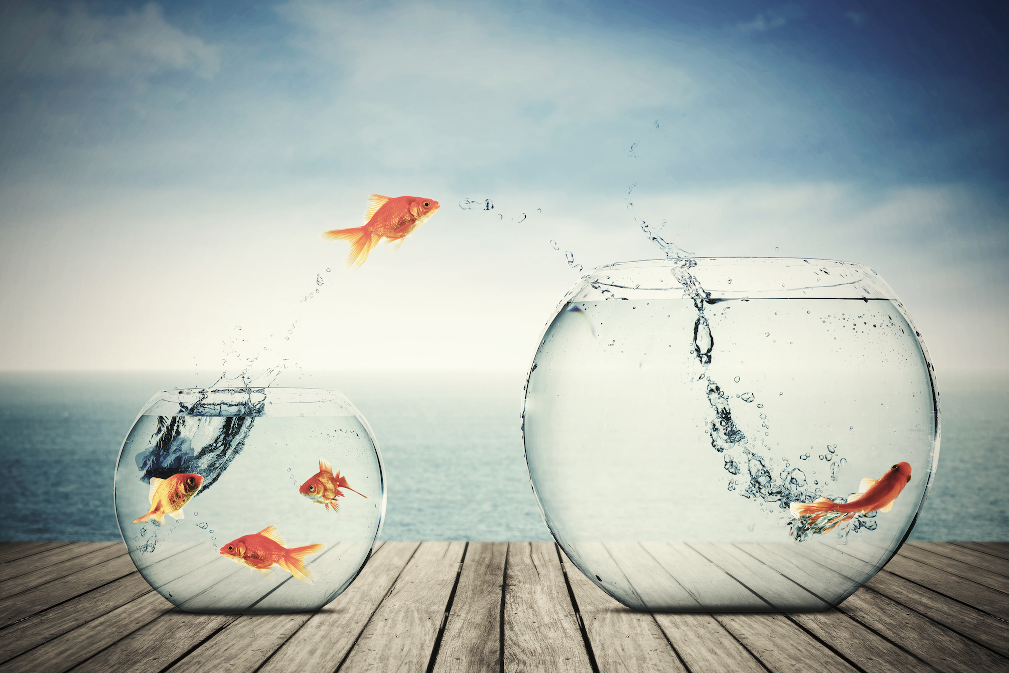 Goldfish produce alcohol to survive without oxygen