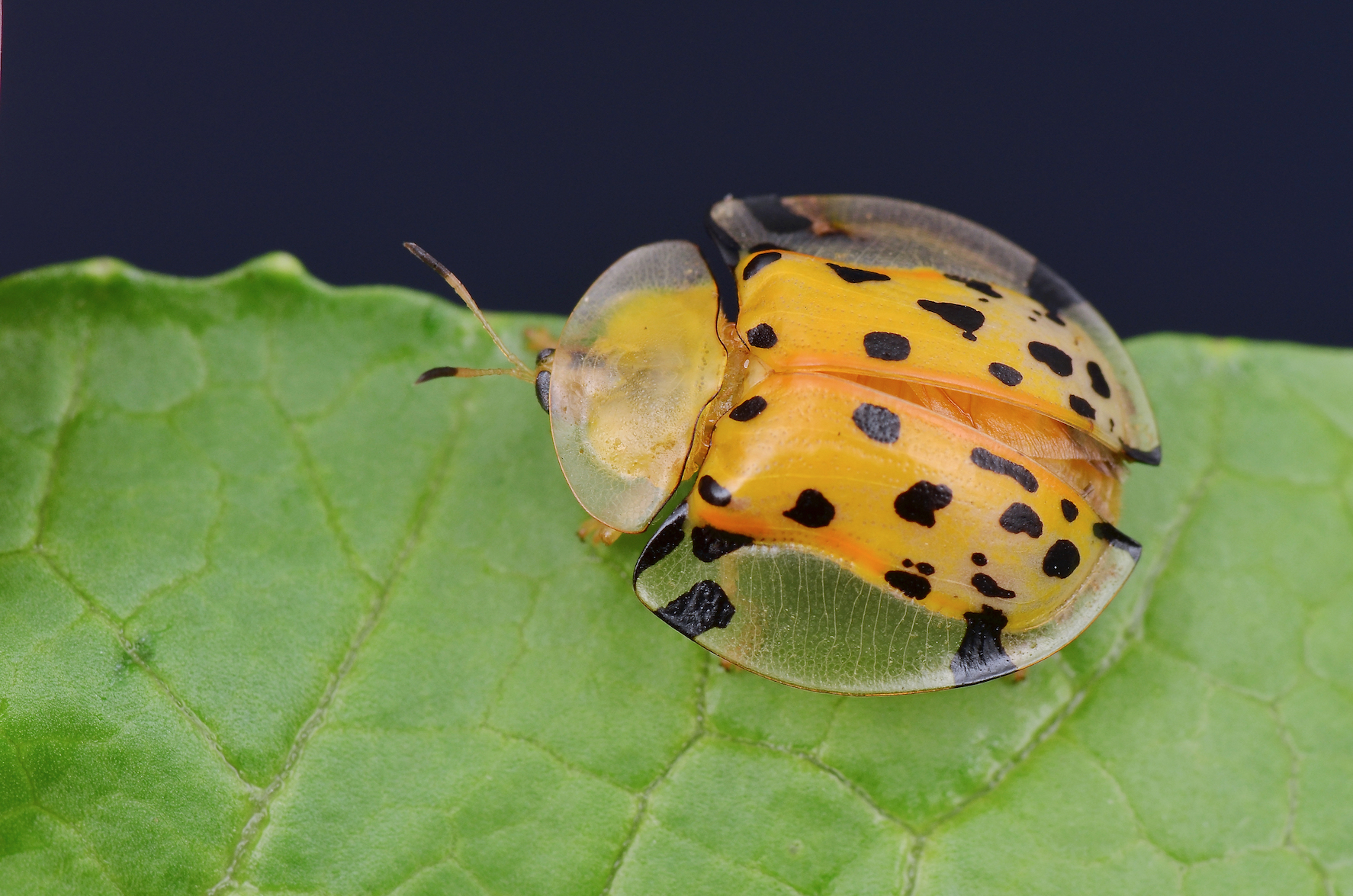 Bug feces could help fight resistance to antibiotics