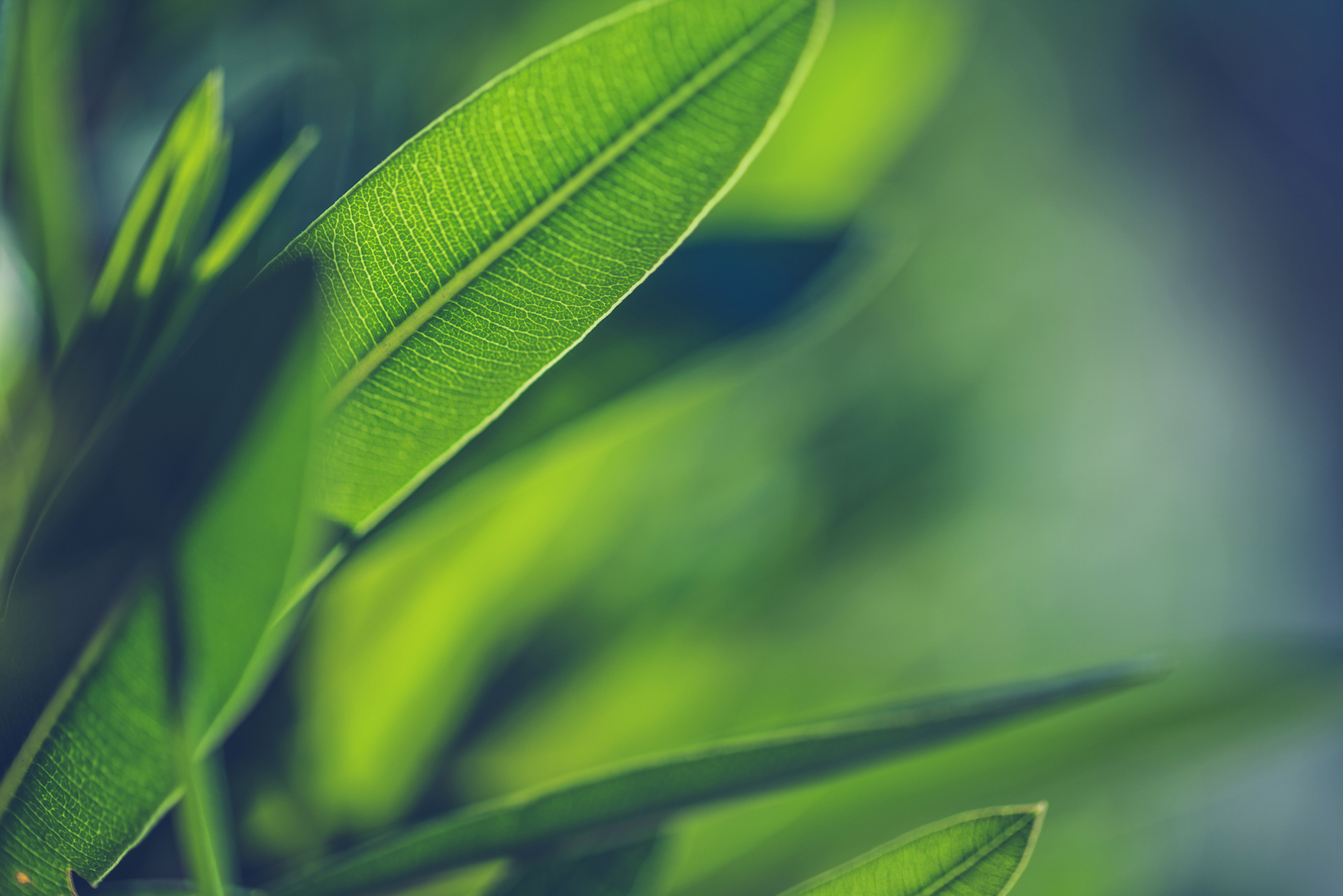 Scientists transform plant waste into building material