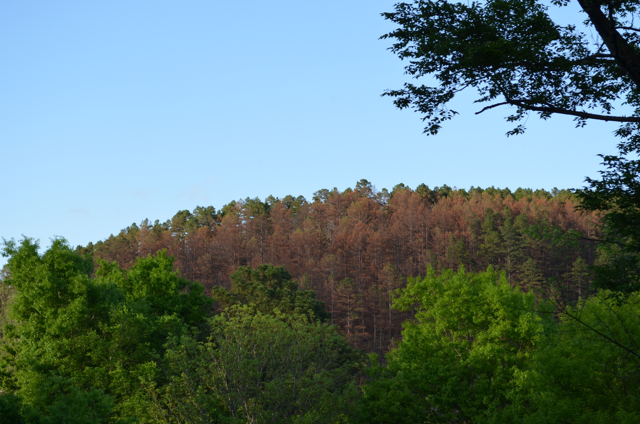 Climate change could drive deadly beetles to northern forests