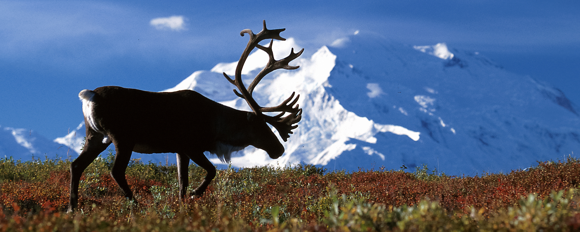 Caribou are endangered, but native predators aren’t the problem