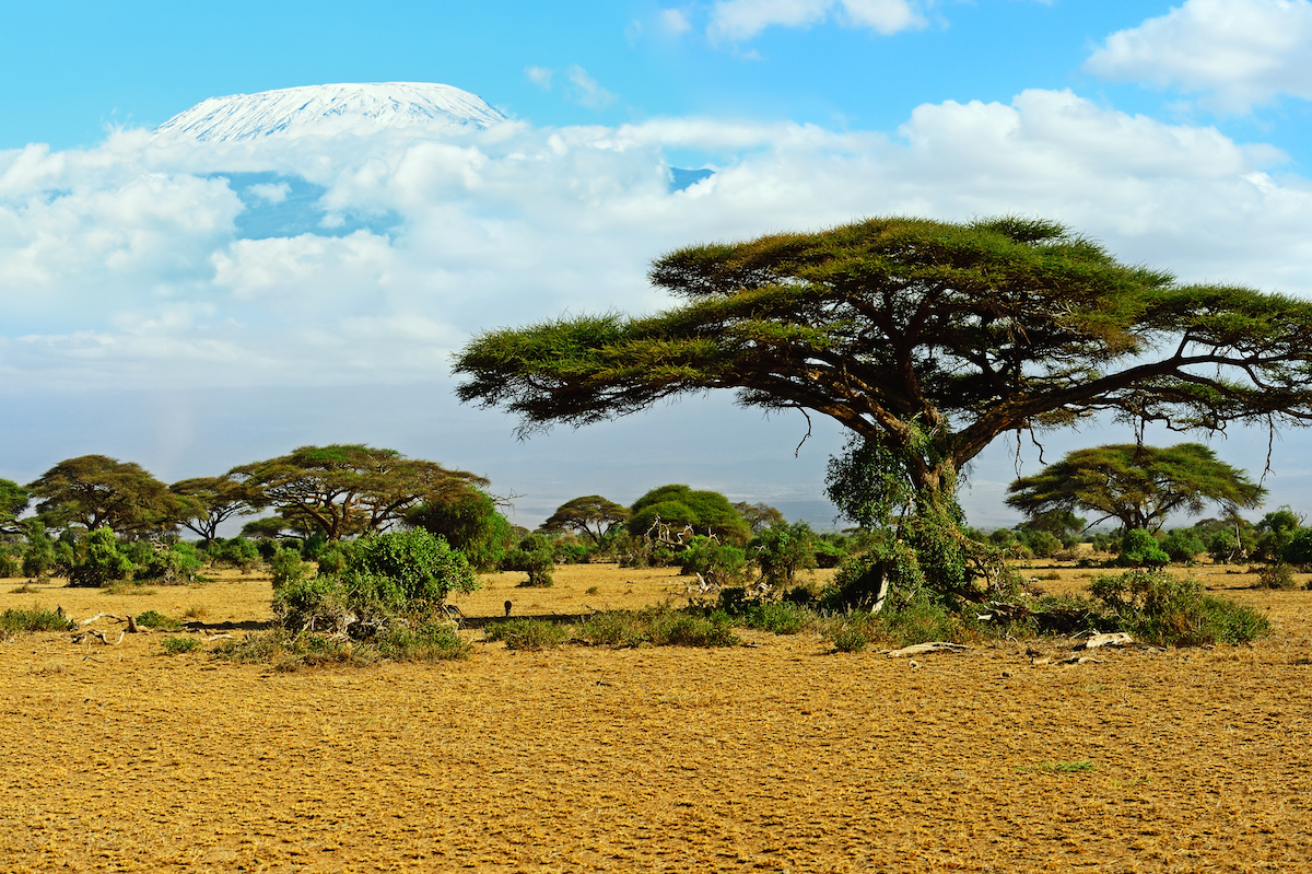 Efforts to suppress forest fires backfire on tropical savannas