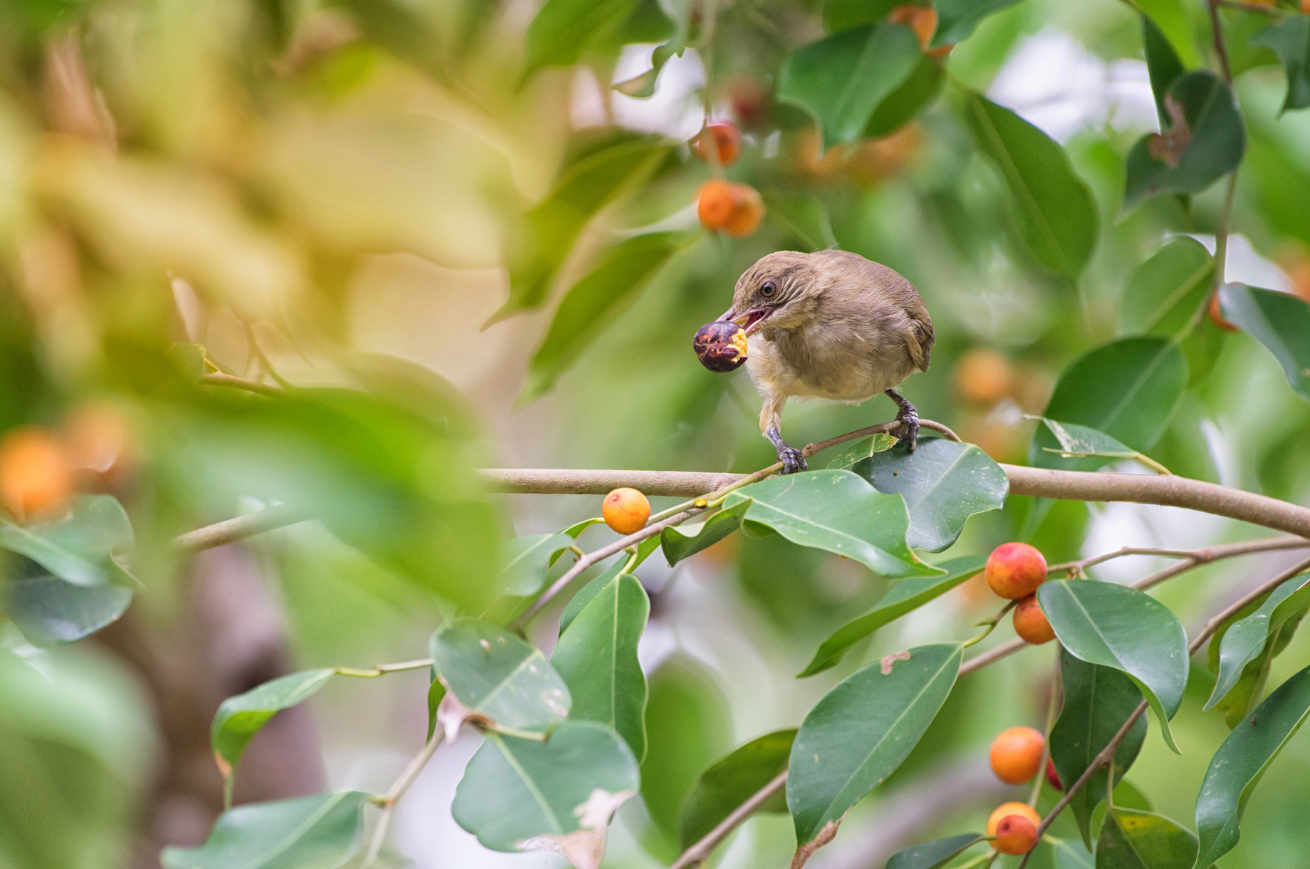 Species survival can depend on willingness to adapt to new diets