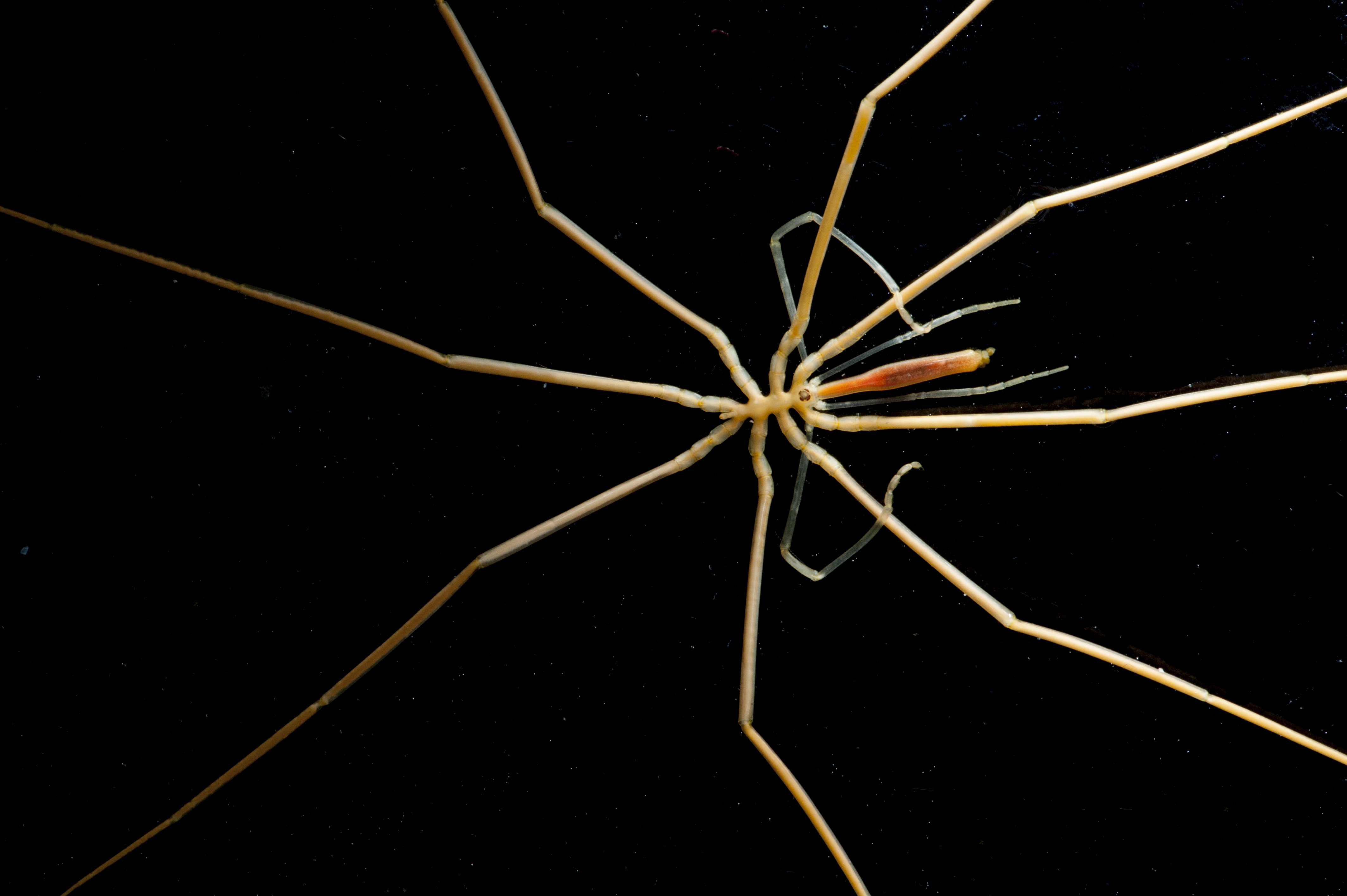 Warming Antarctic sea floor will cause costly habitat degradation