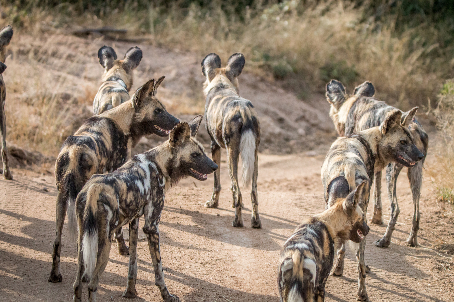 African wild dogs use sneezing as a democratic voting system