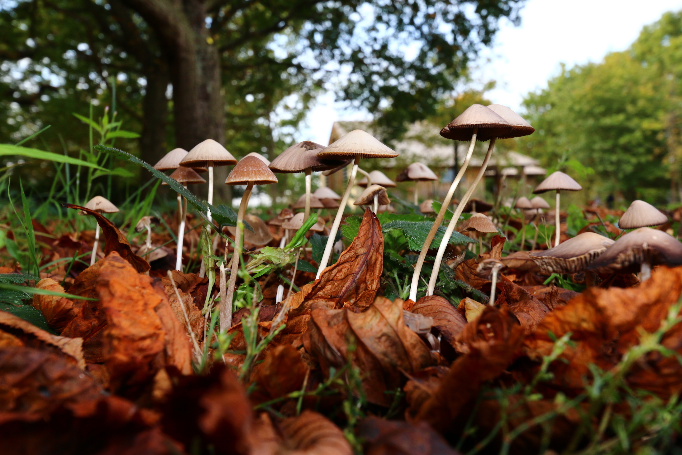 Psychedelic mushrooms could help treat depression