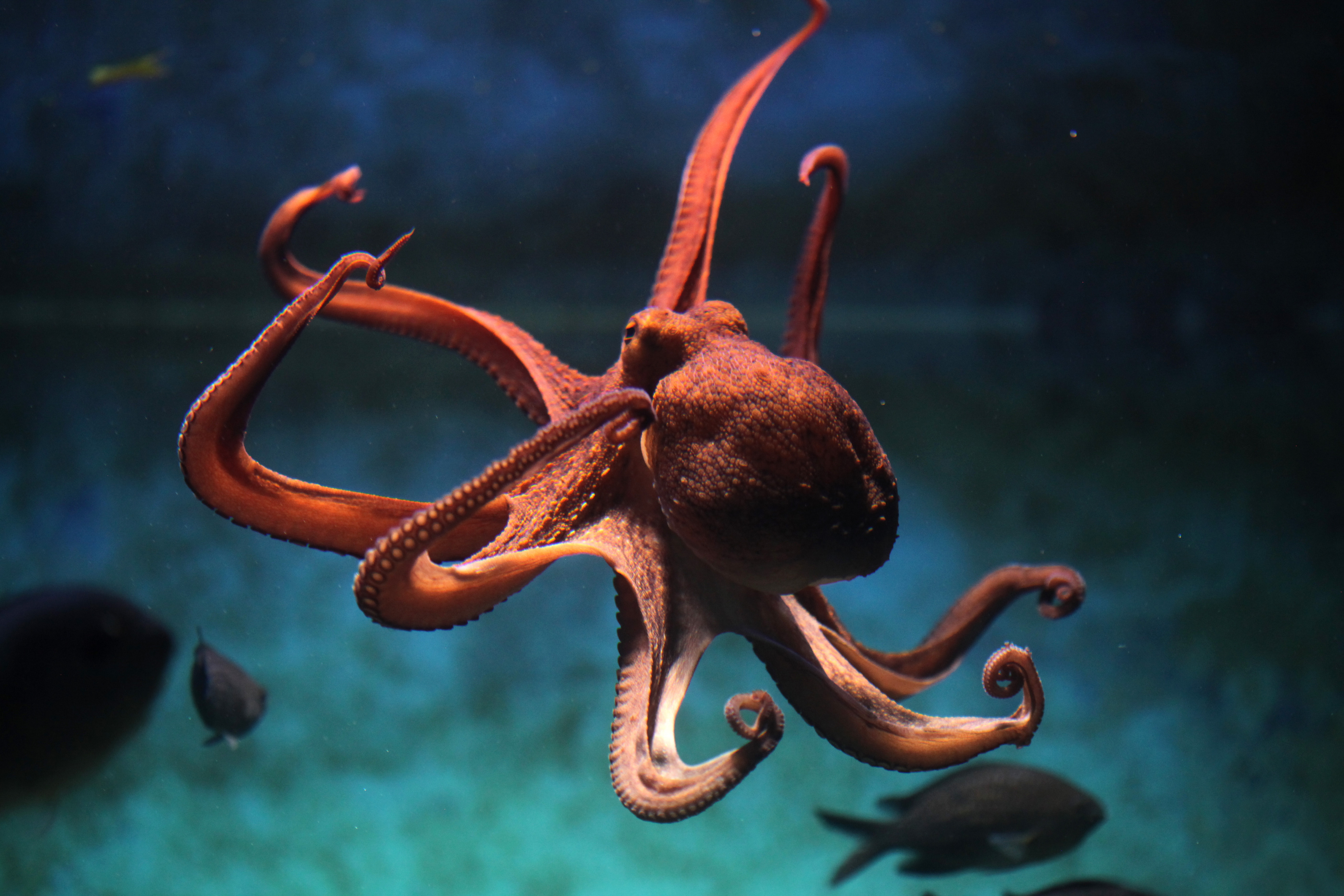 Octopuses are more social than we thought, but sometimes fight