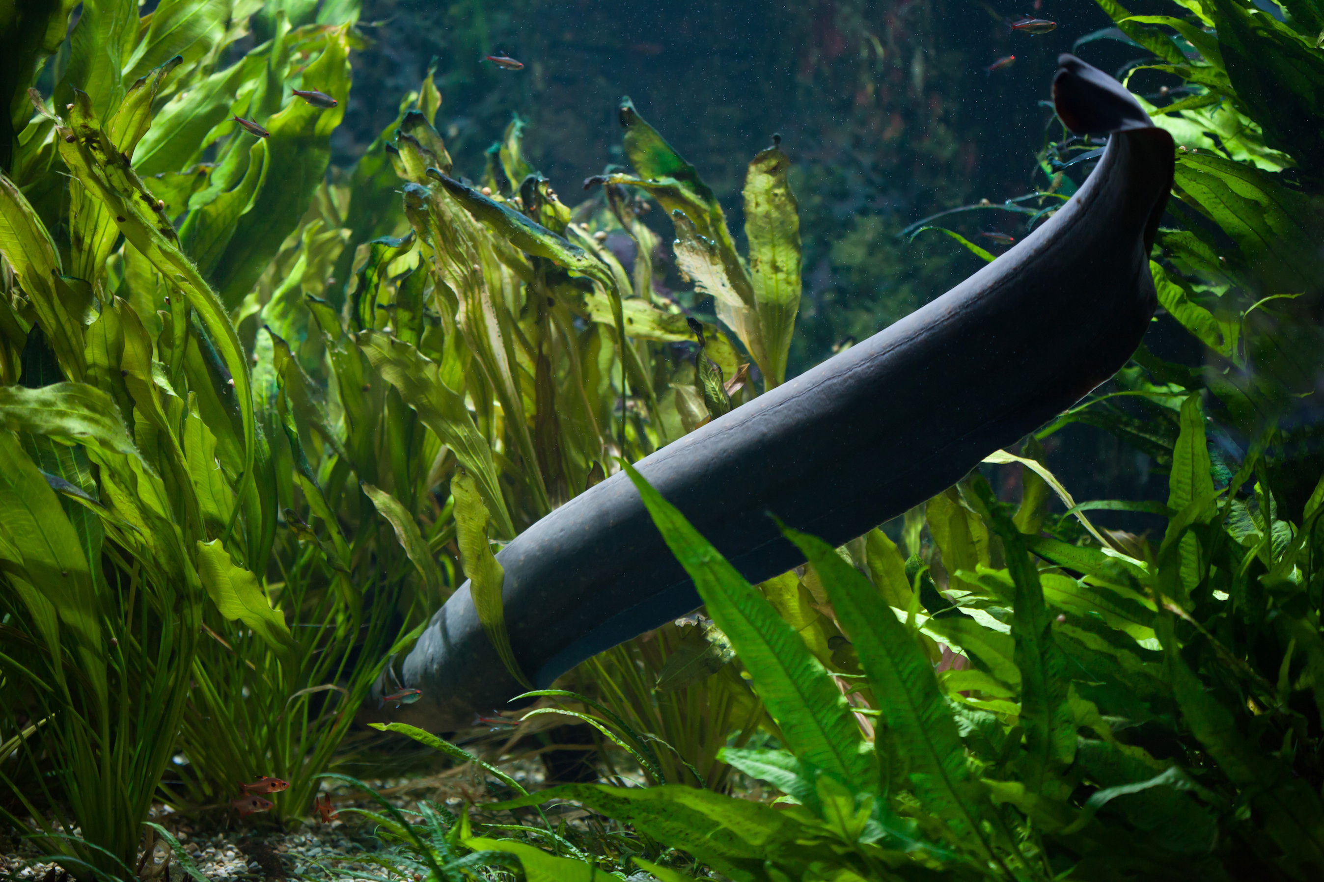 Electric eels leap out of the water to deliver a stronger shock