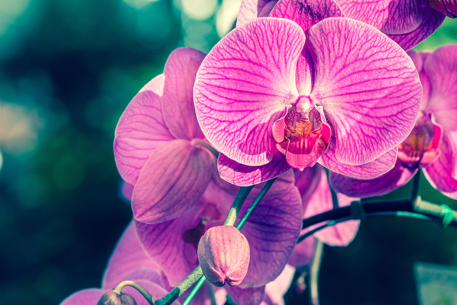 Unlocking the evolutionary history of the orchid