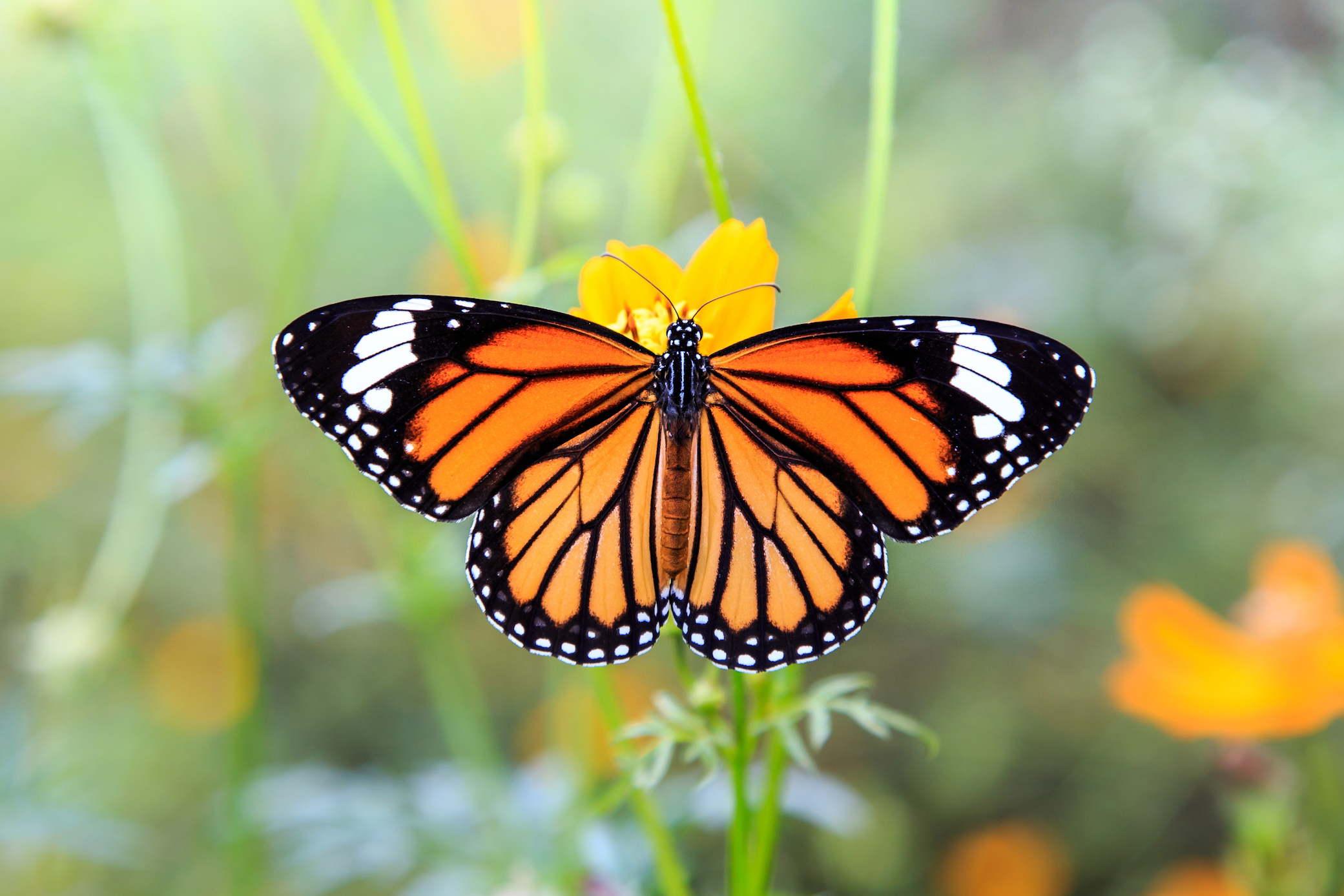 How one winter storm devastated monarch butterfly colonies
