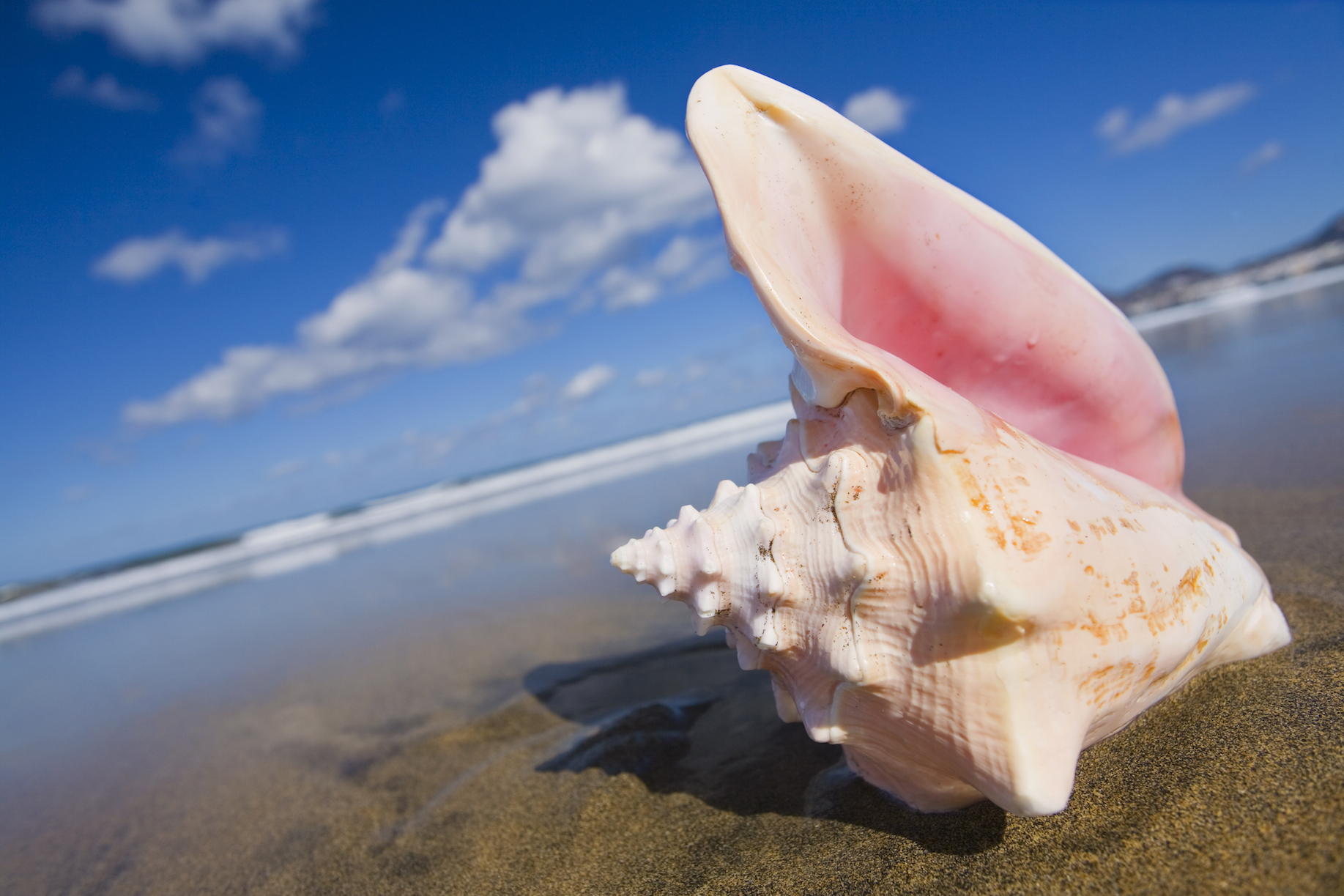 Queen conch populations declining, conservation efforts lagging