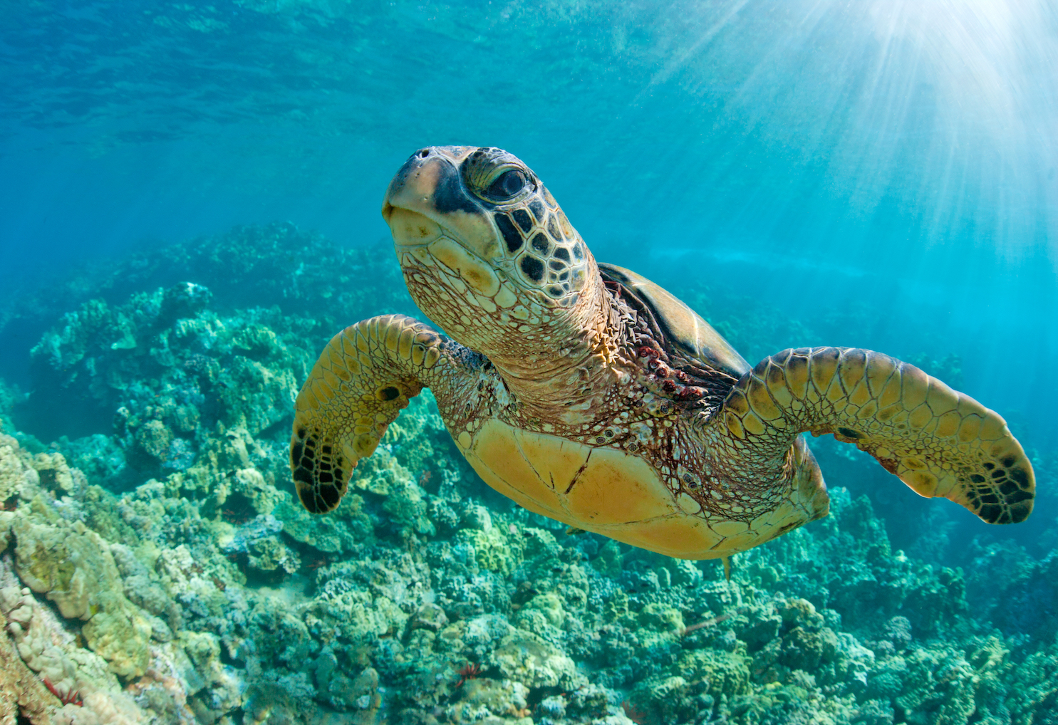 Sea turtles are making a big comeback due to conservation efforts