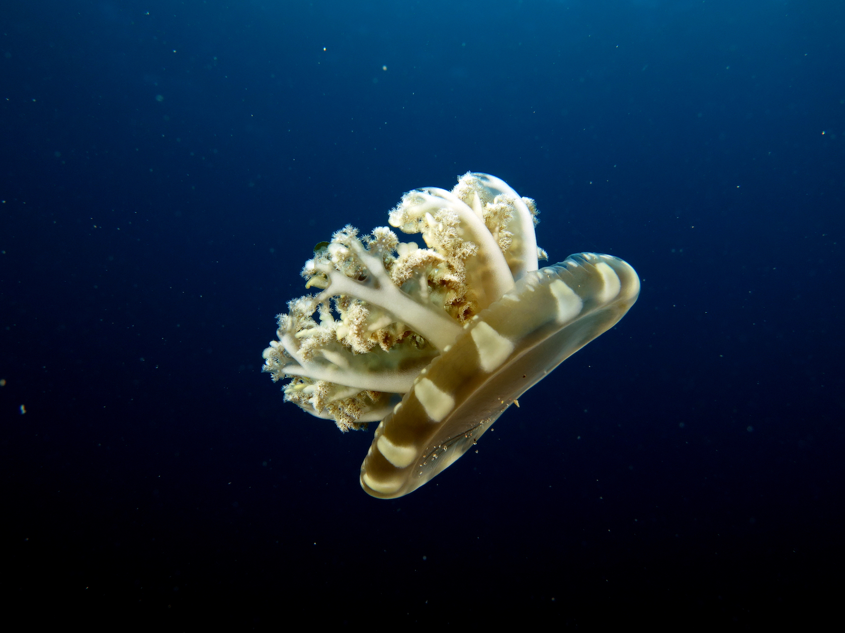 Even jellyfish sleep, proving it is a primitive ancient behavior