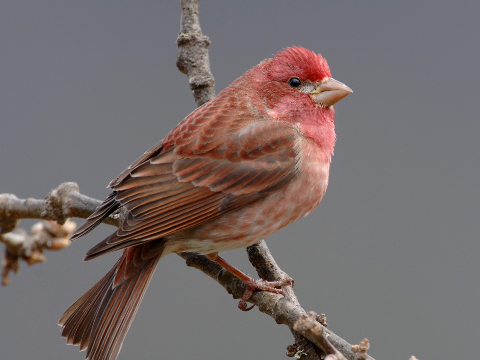 Songbirds declining in numbers, and we don’t know why