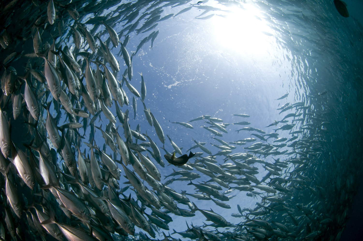 Human noise pollution endangering the lives of fish