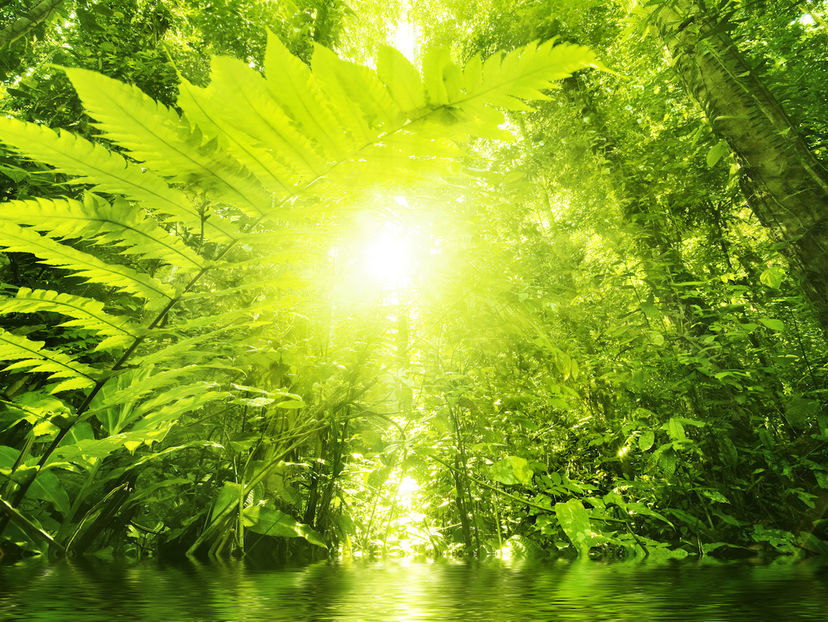 Even plants gain weight if they have too much sugar