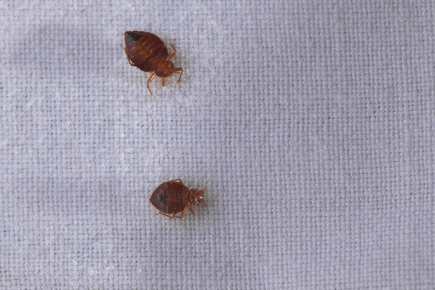 Study: Leaving out your dirty laundry attracts bed bugs