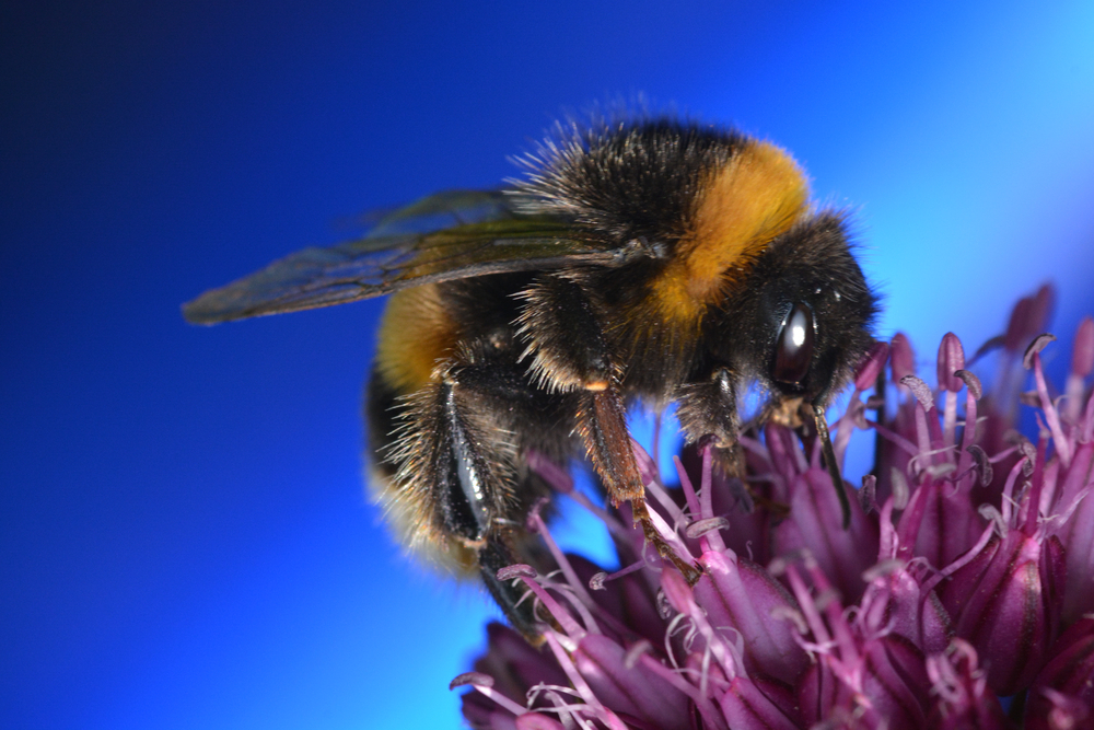 Longer flower blooming seasons may be bad for bees