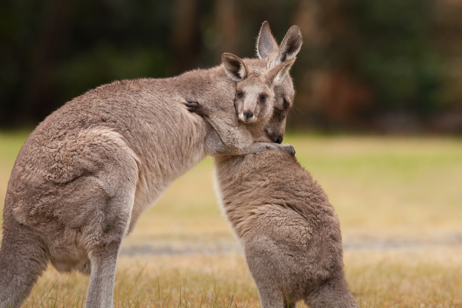 The extinction of fanged kangaroos could save other species
