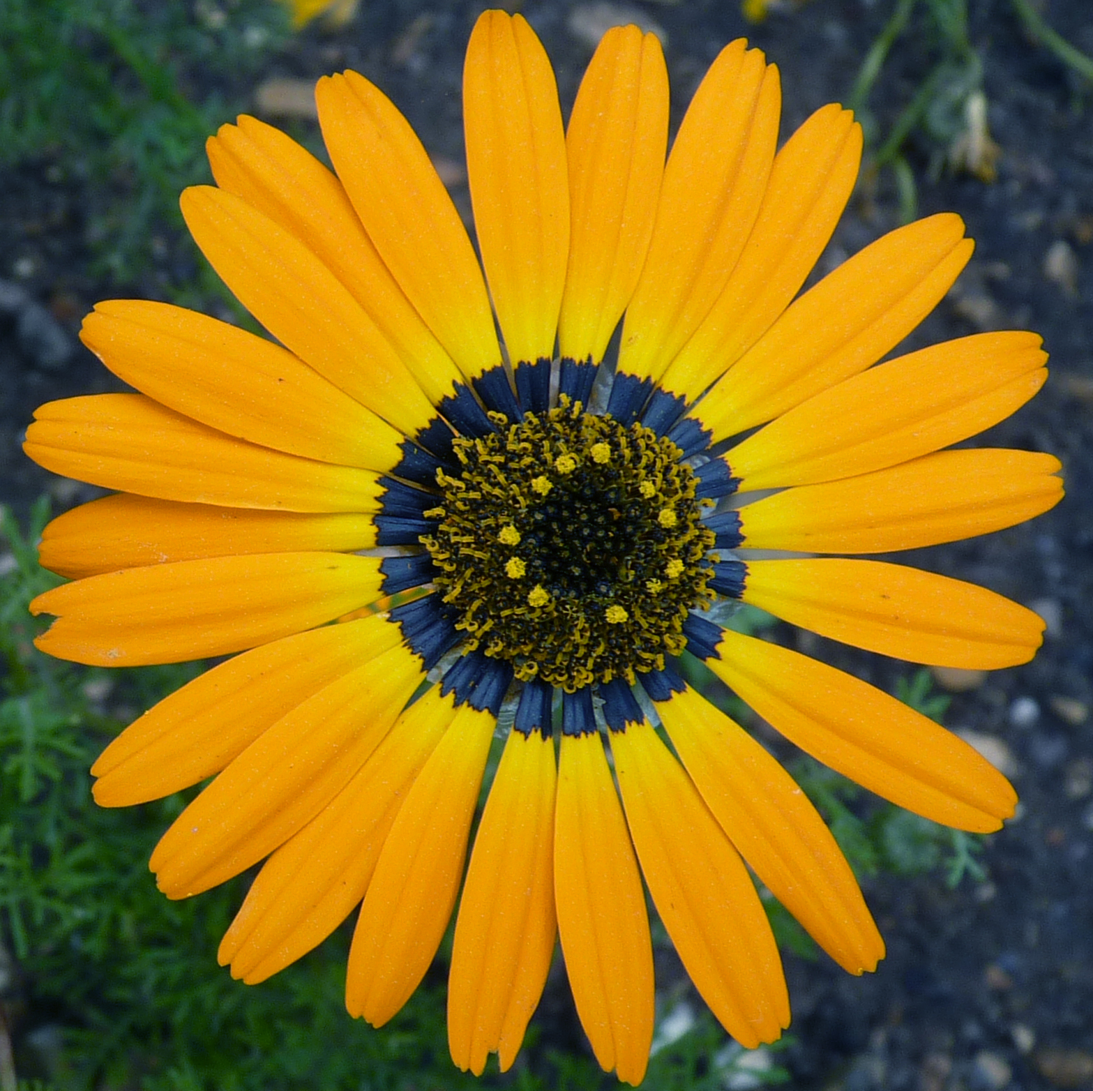 Flower petals form a blue halo shape to attract bees