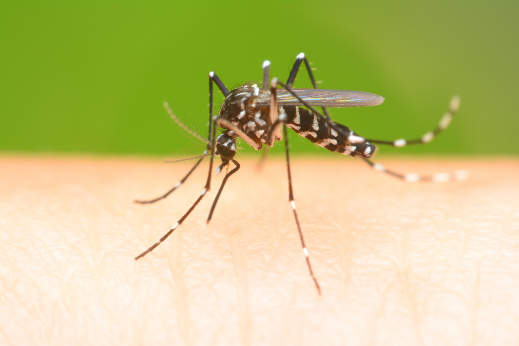 How mosquitoes can suck your blood without you noticing