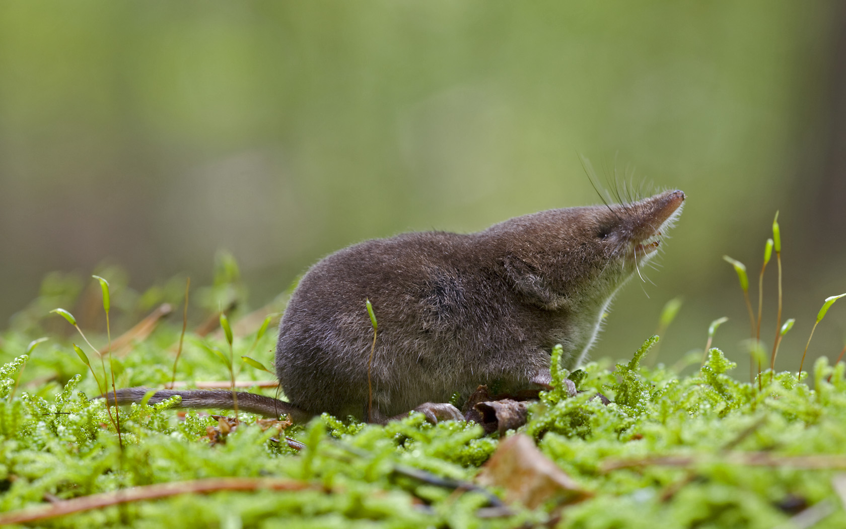 Red-toothed shrews have heads that shrink and expand with weather