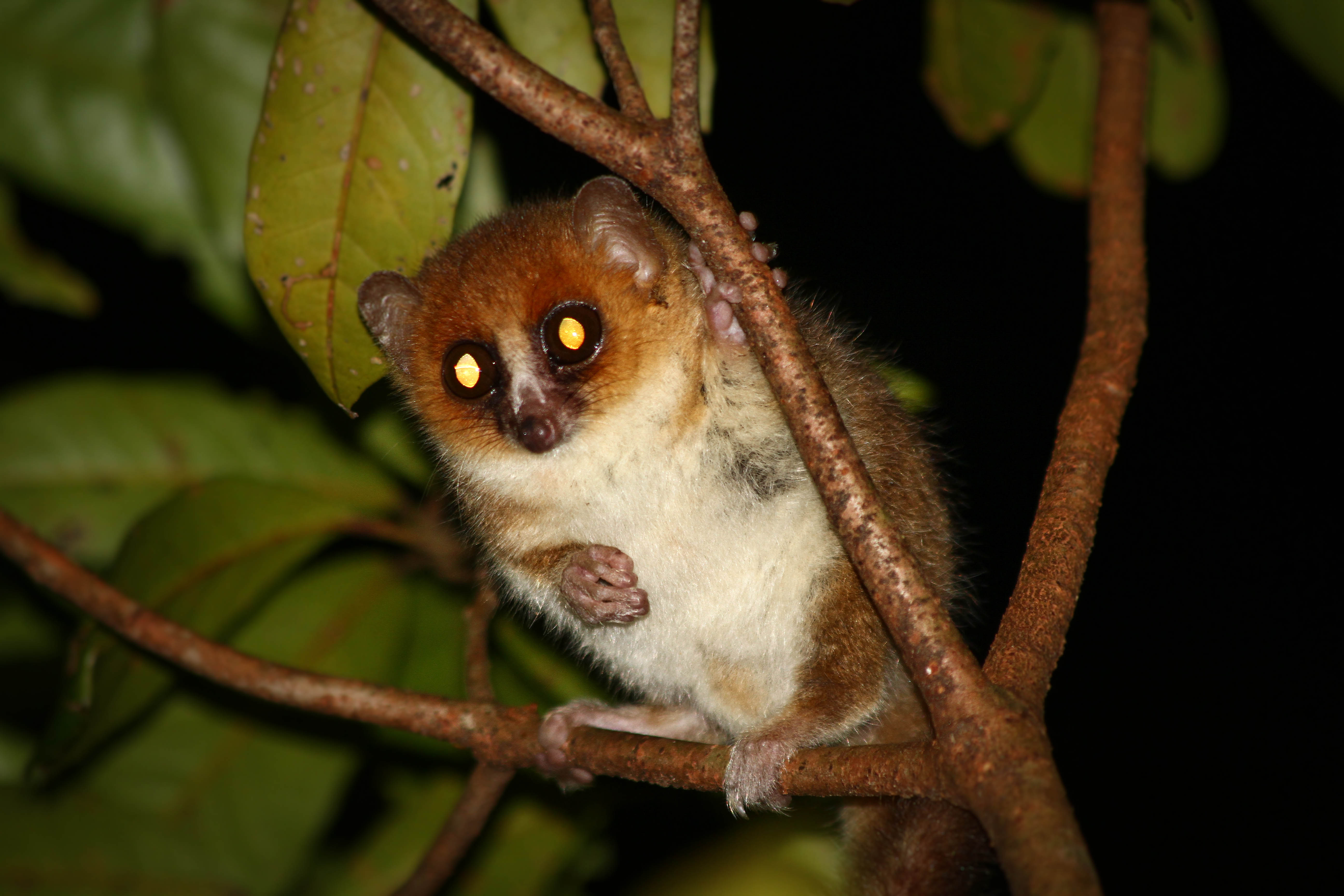 Lemurs’ odd diet may explain bizarre behavior