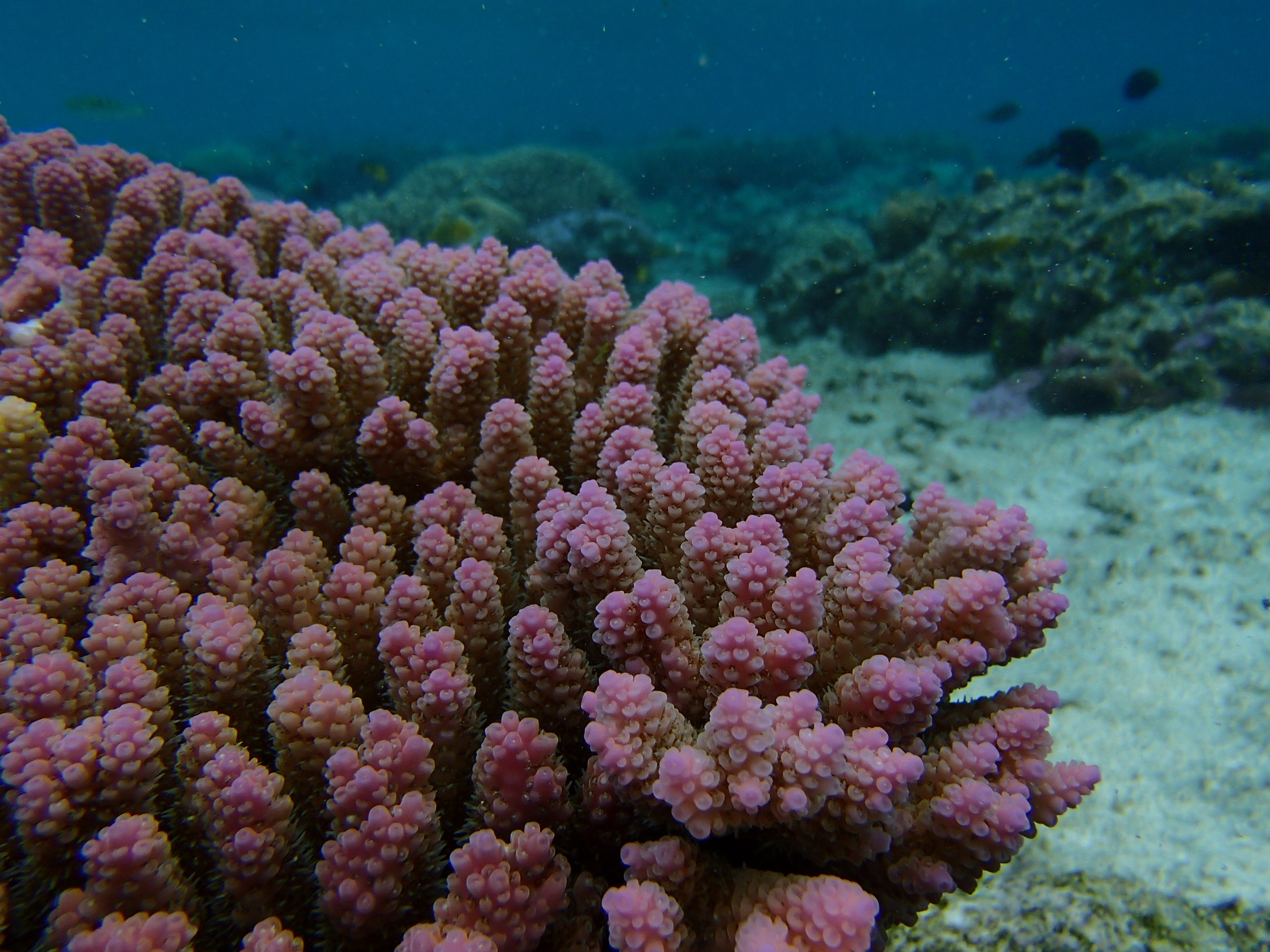 Corals may be able to adapt to climate change under one condition