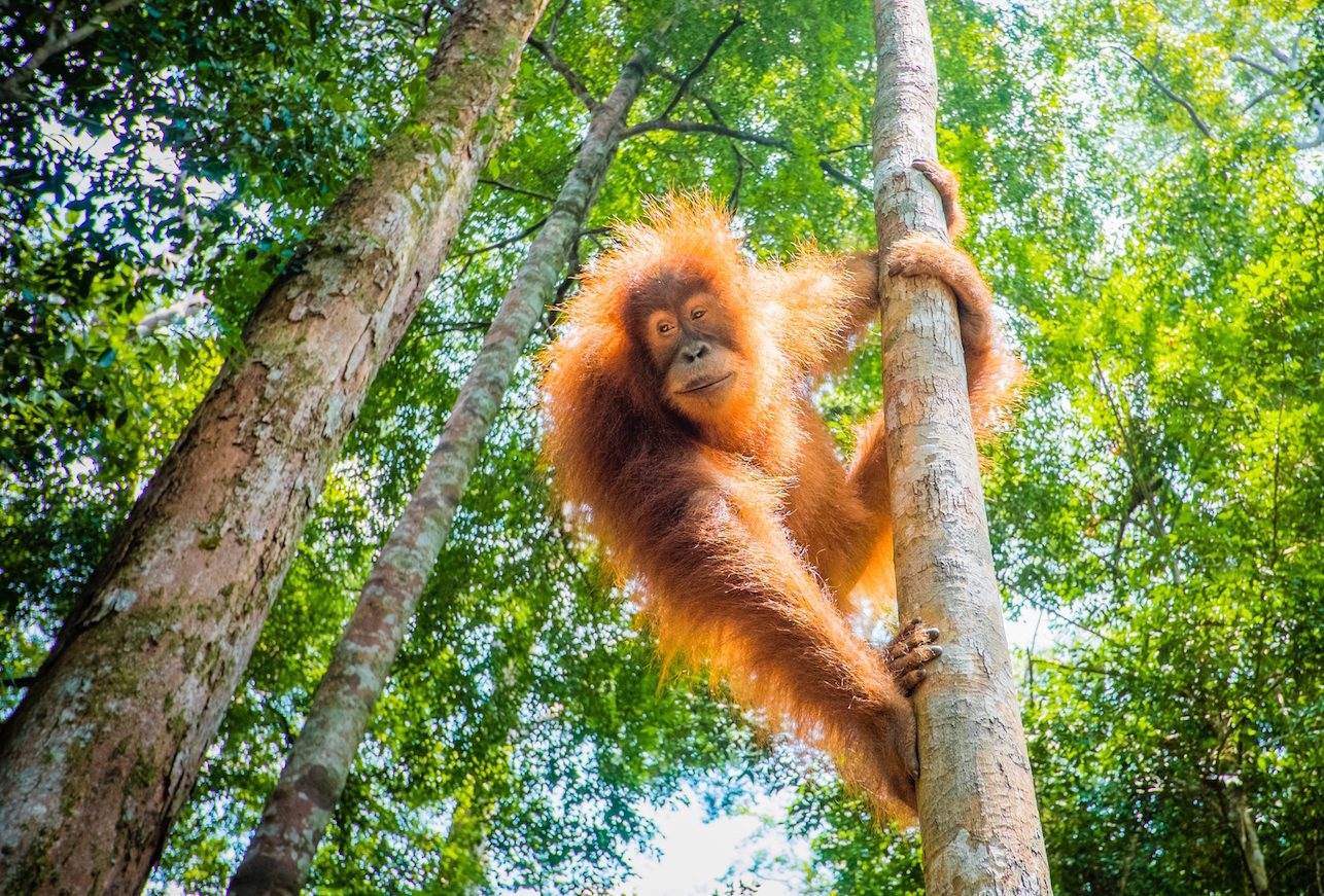 Newly identified orangutan species is on the brink of extinction