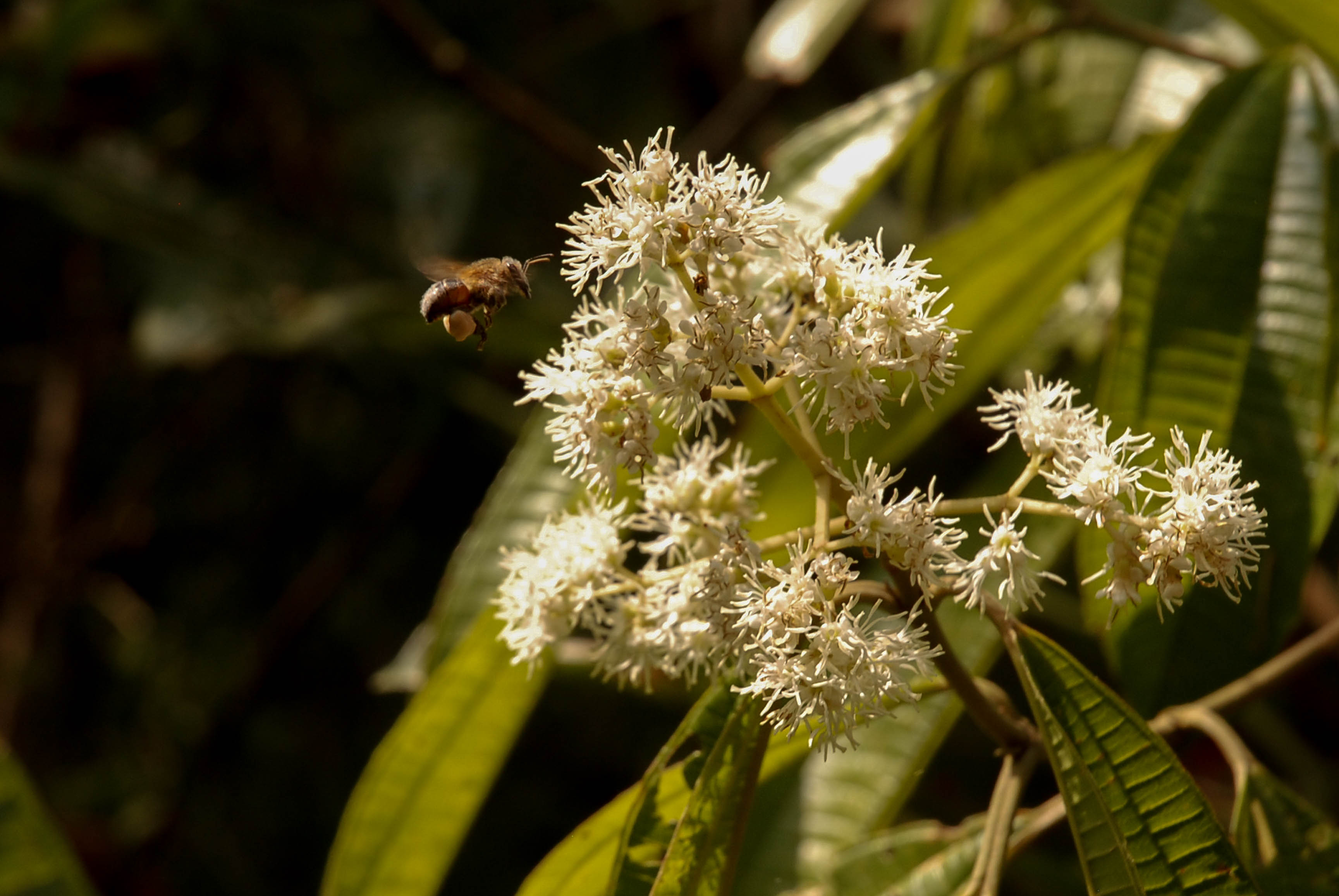 Small bees have a big impact on tree reproduction