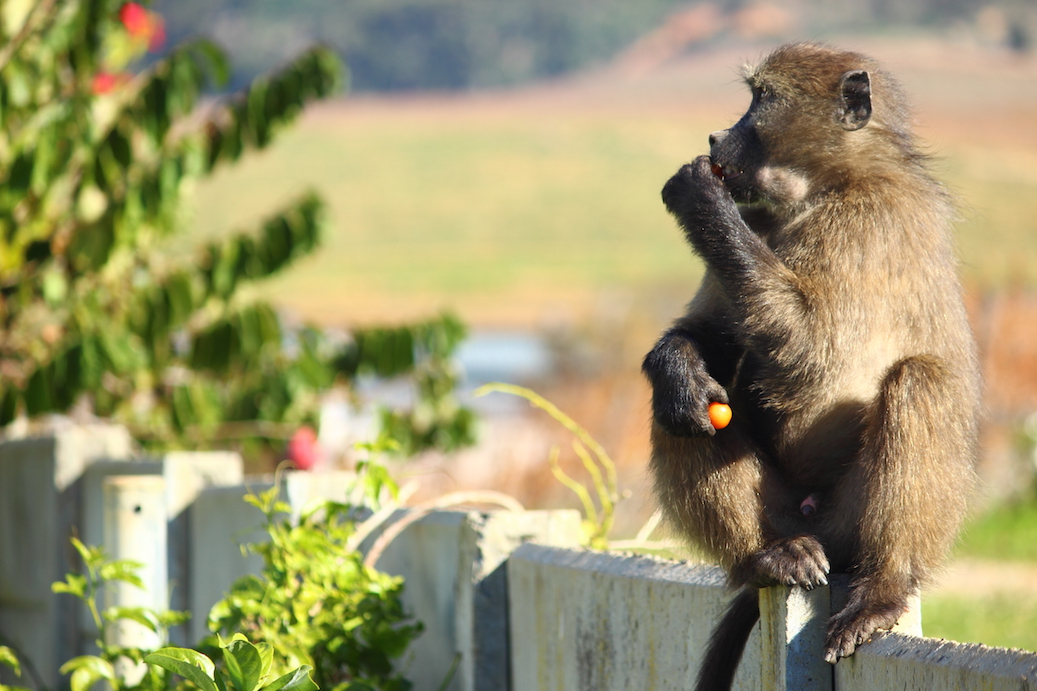 Baboons use stealthy tactics to steal food in cities
