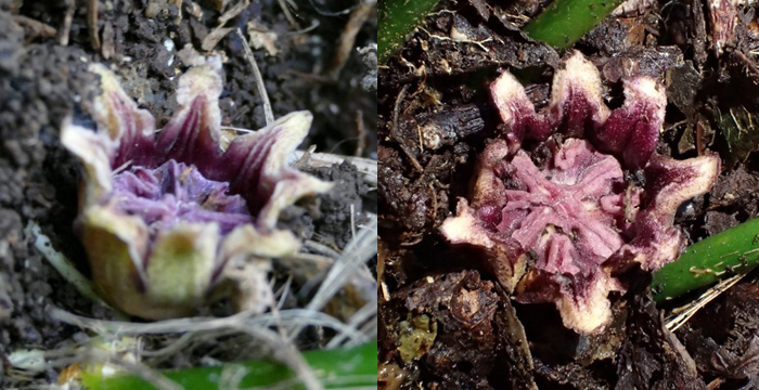 This flower pretends to be a mushroom to attract insects