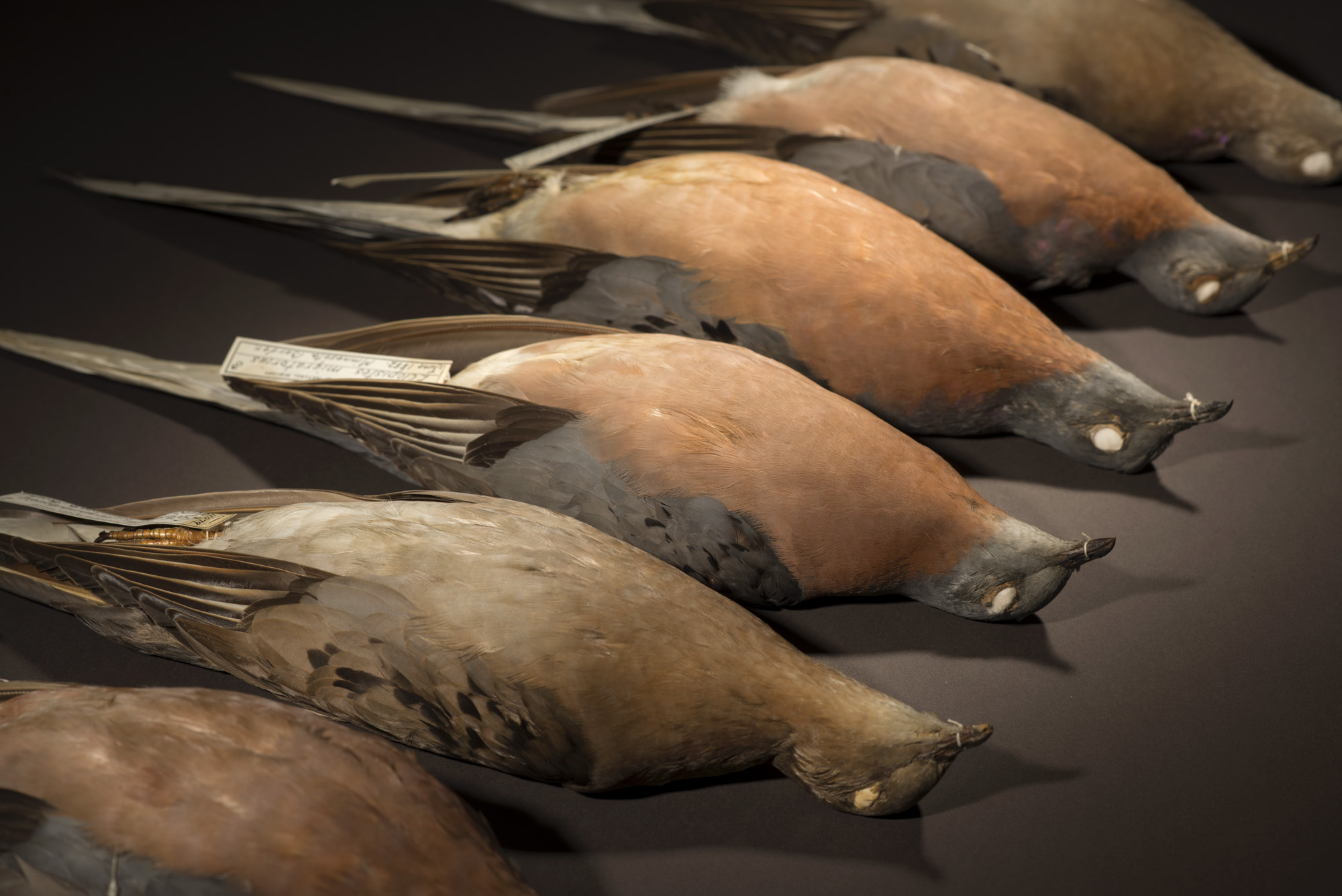 How the passenger pigeon went extinct so quickly