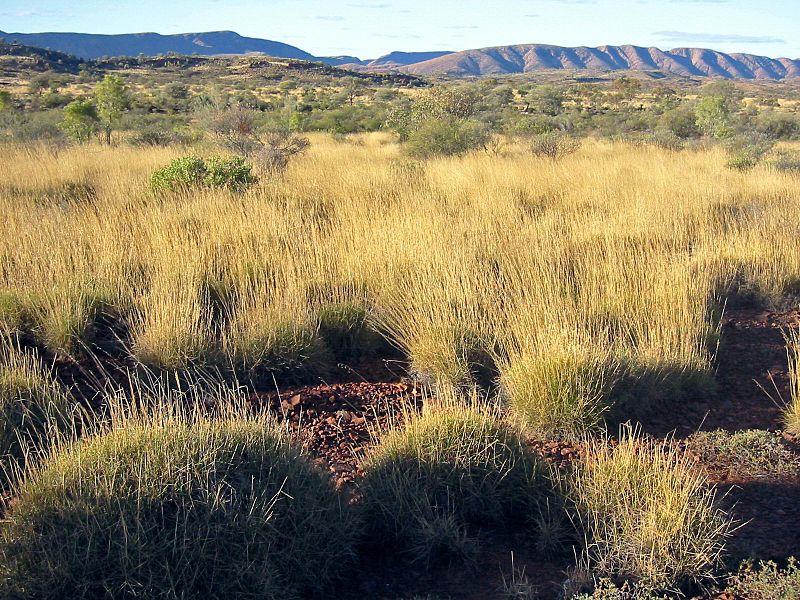 Sparkling grass discovered in Australia tastes like potato chips