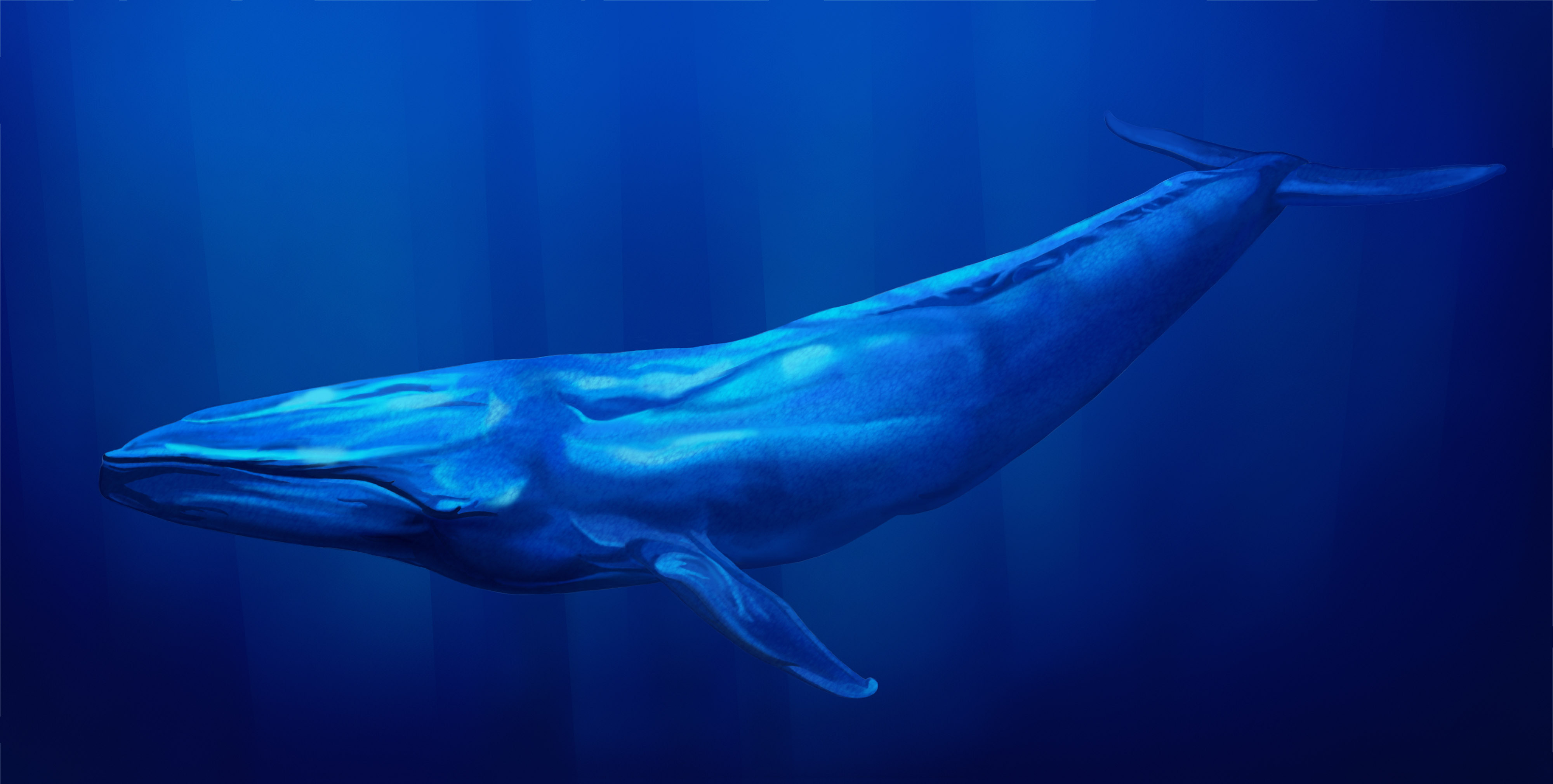 Whales are mostly right-handed, with one exception