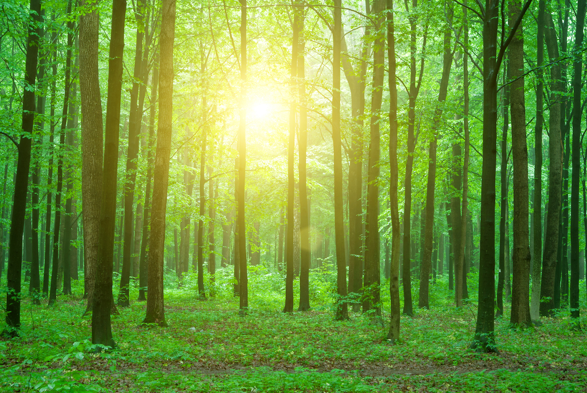 New technology to provide a deeper look inside Earth’s forests