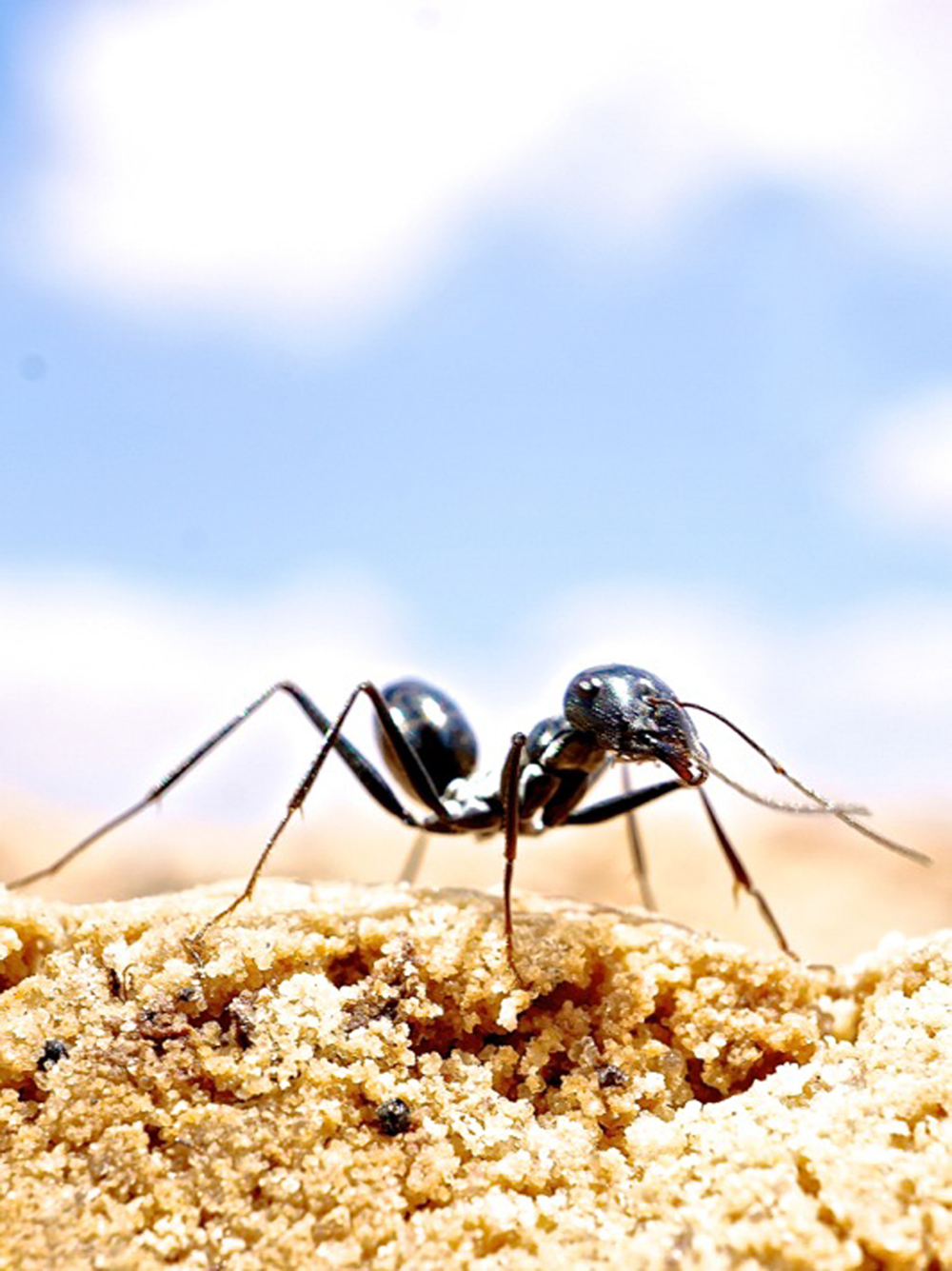 Desert ants have incredible navigational skills
