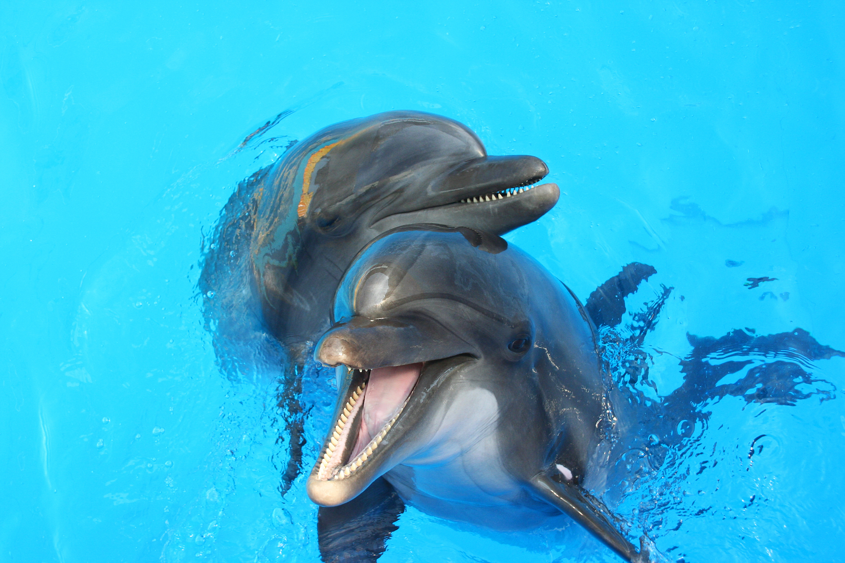 Male dolphins use gifts to flirt with potential mates