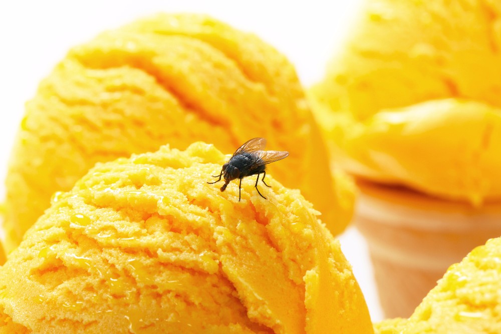 Disease-ridden flies carry hundreds of different bacteria