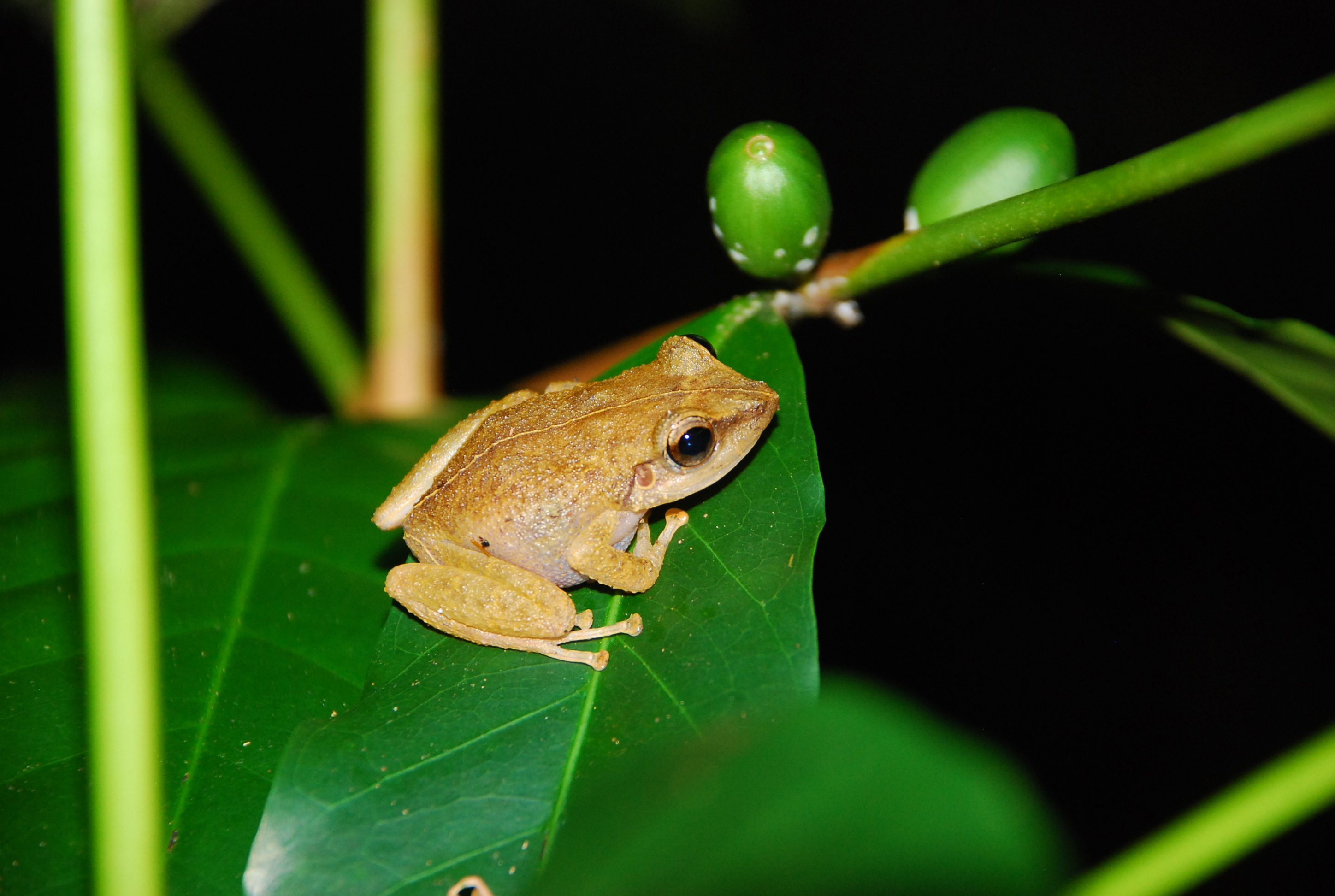 Non-native frogs boosting non-native birds in Hawaii