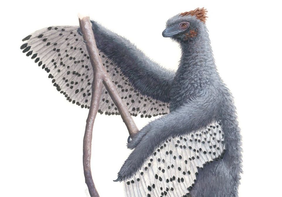 Birds are the descendants of fluffy, feathered dinosaurs
