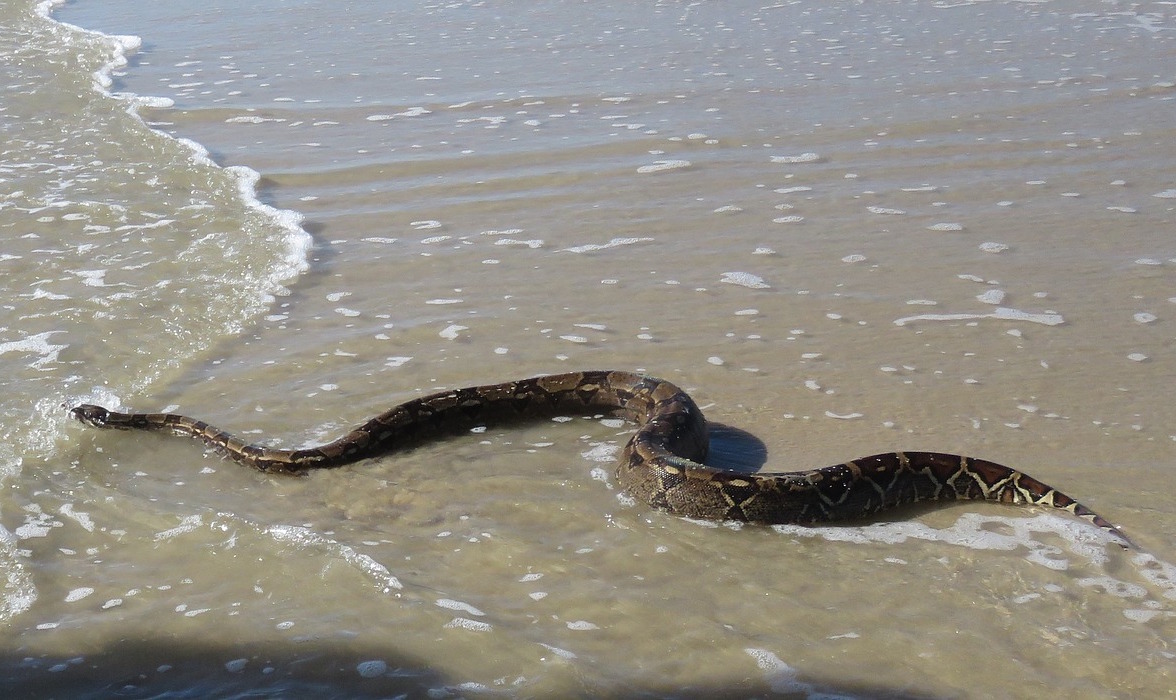 Why you can’t find sea snakes in the Atlantic Ocean
