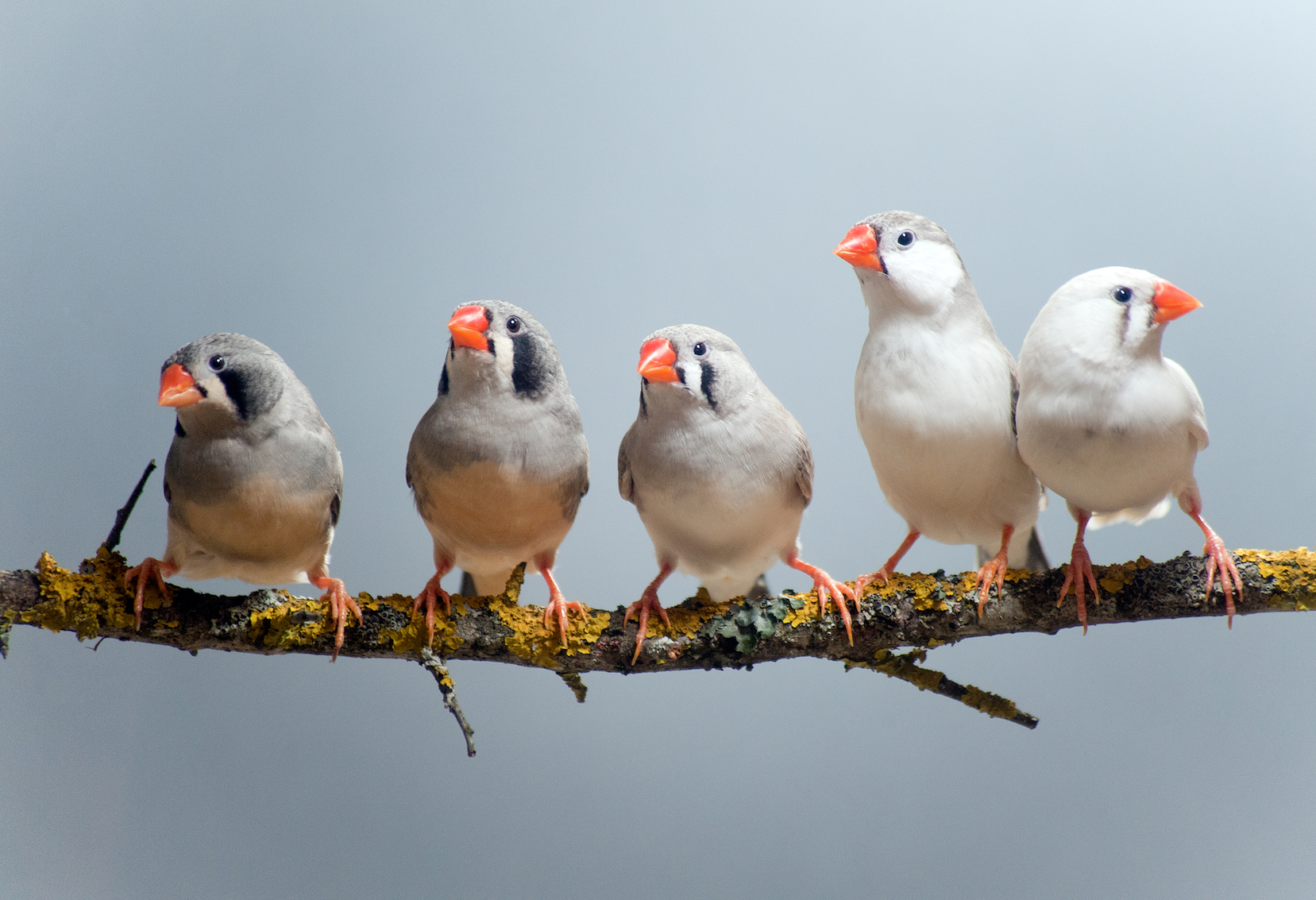 Songbirds use a very sophisticated strategy to learn new songs