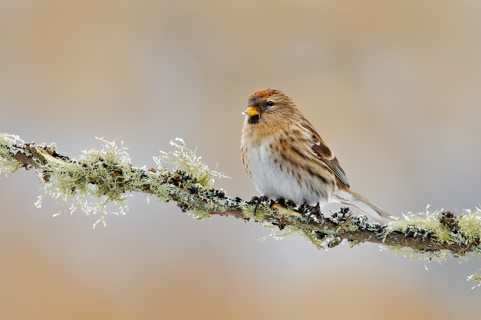 Pesticides found to be extremely toxic to birds