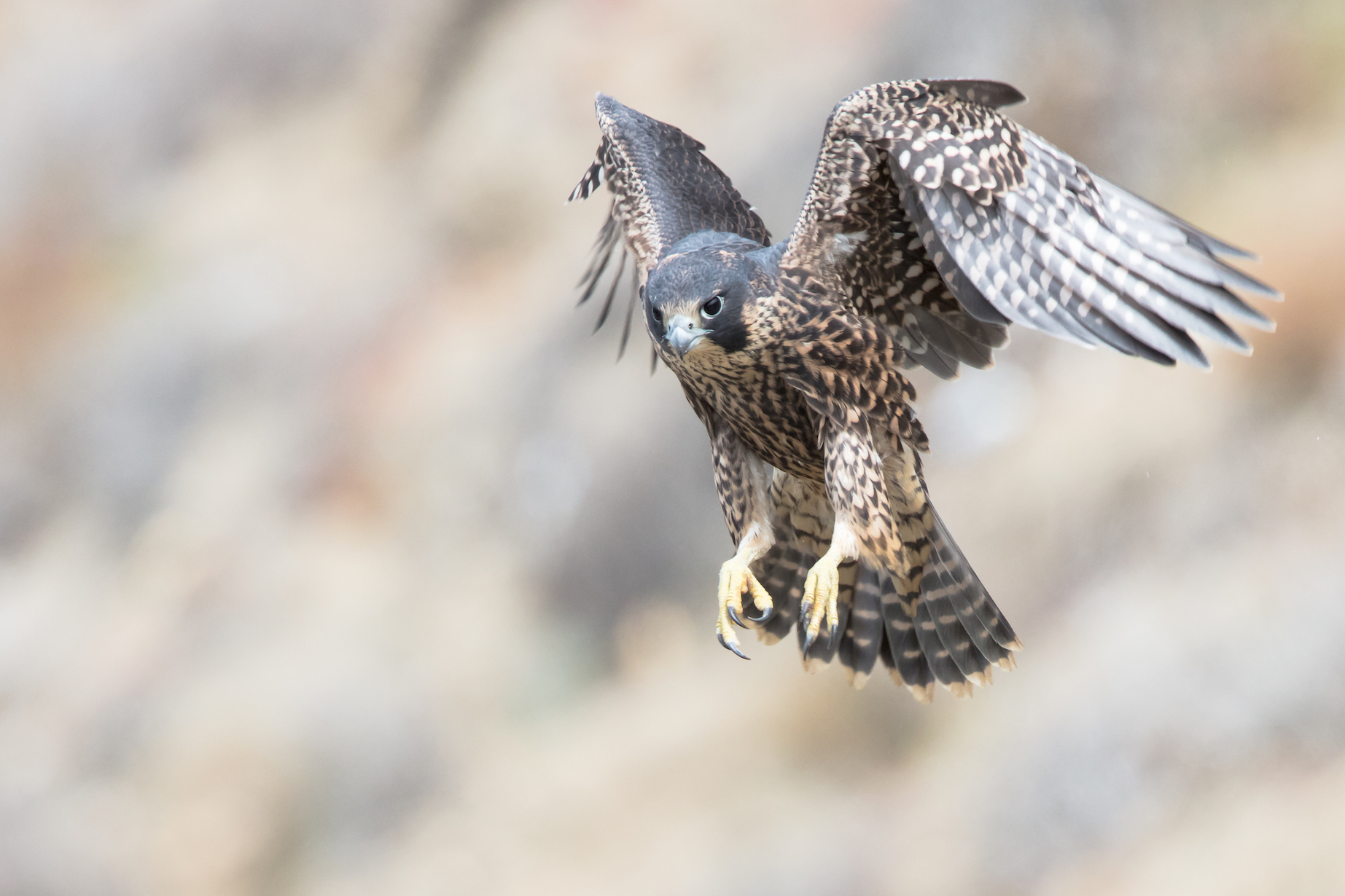 Falcon attack strategies could help seize rogue drones