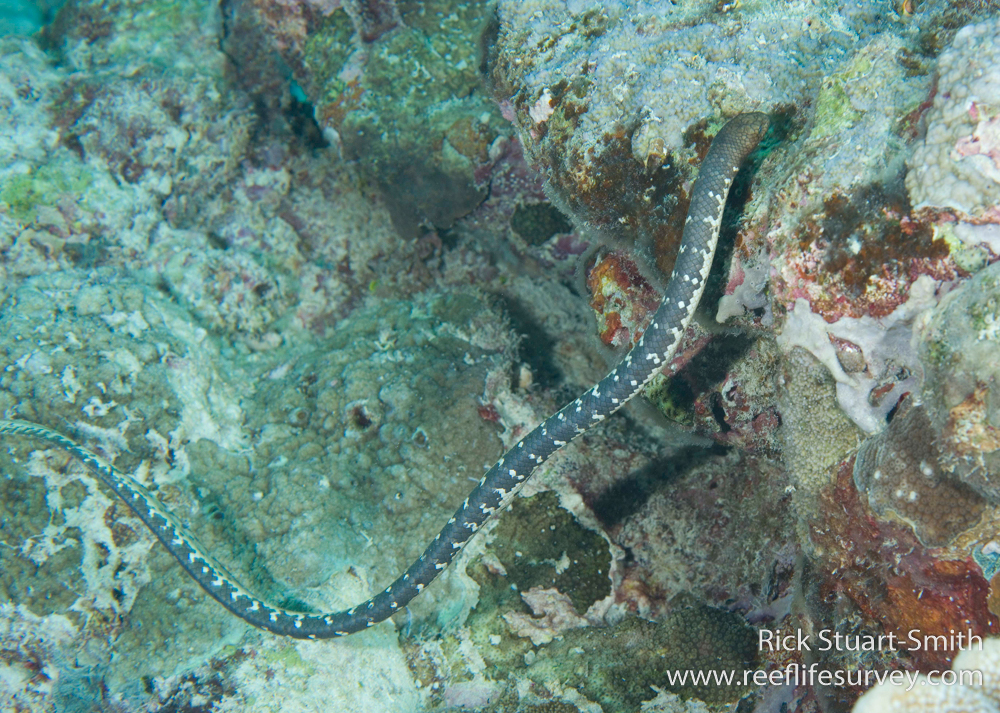Hidden genetic diversity behind disappearance of sea snakes