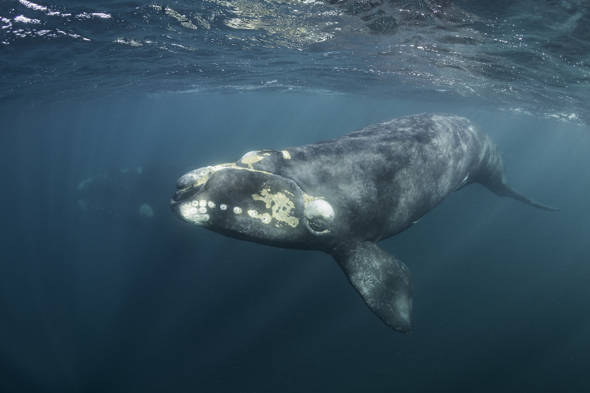 Whales could soon go extinct, report finds