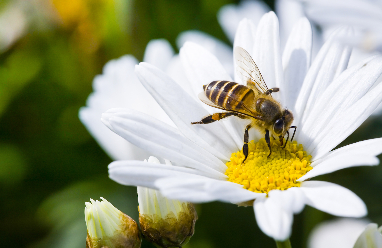 Bees improve their flower routes with experience
