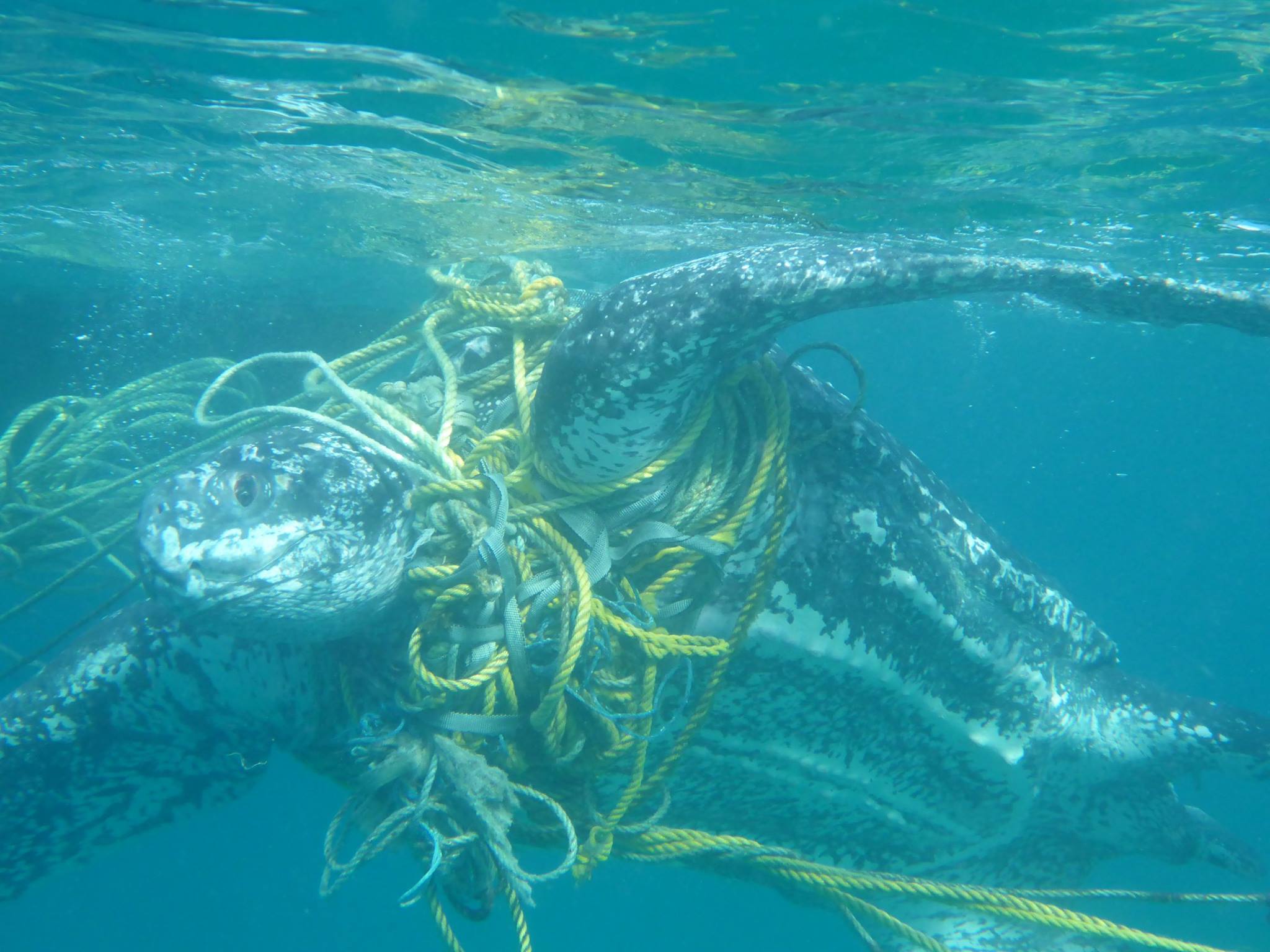 Hundreds of turtles killed by entanglement in ocean trash