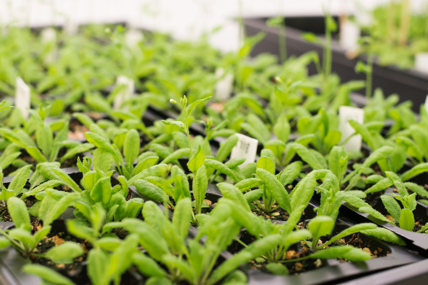 Even plants require male and female interaction to reproduce